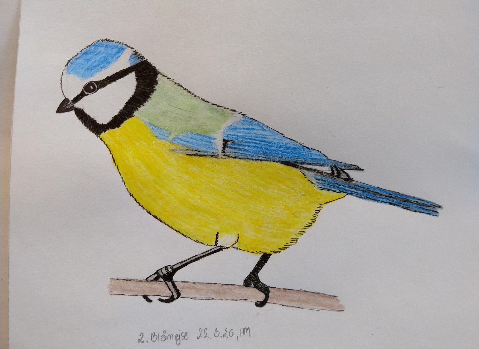 Blue Tit (Blåmejse) - image 2 - student project