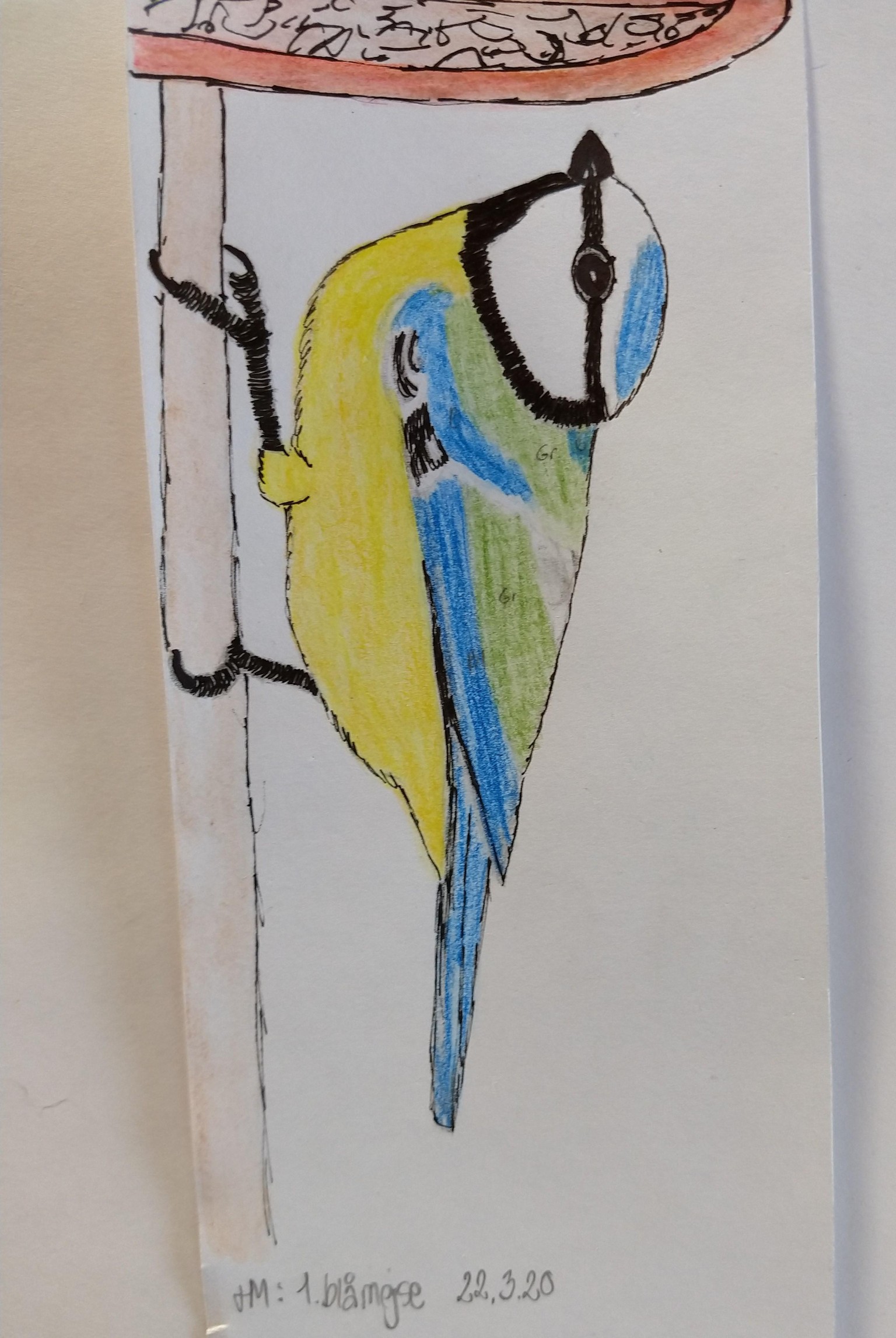 Blue Tit (Blåmejse) - image 4 - student project