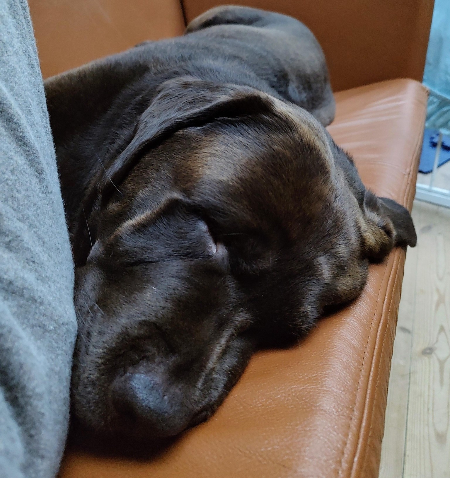 Chocolate Lab - image 2 - student project