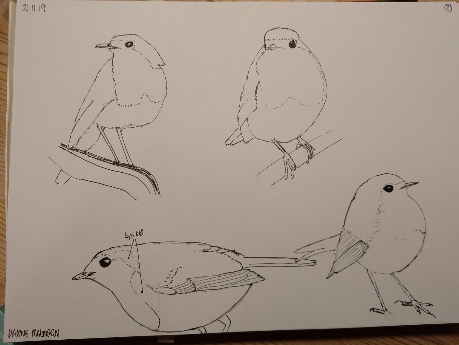 European Robin sketches - image 1 - student project