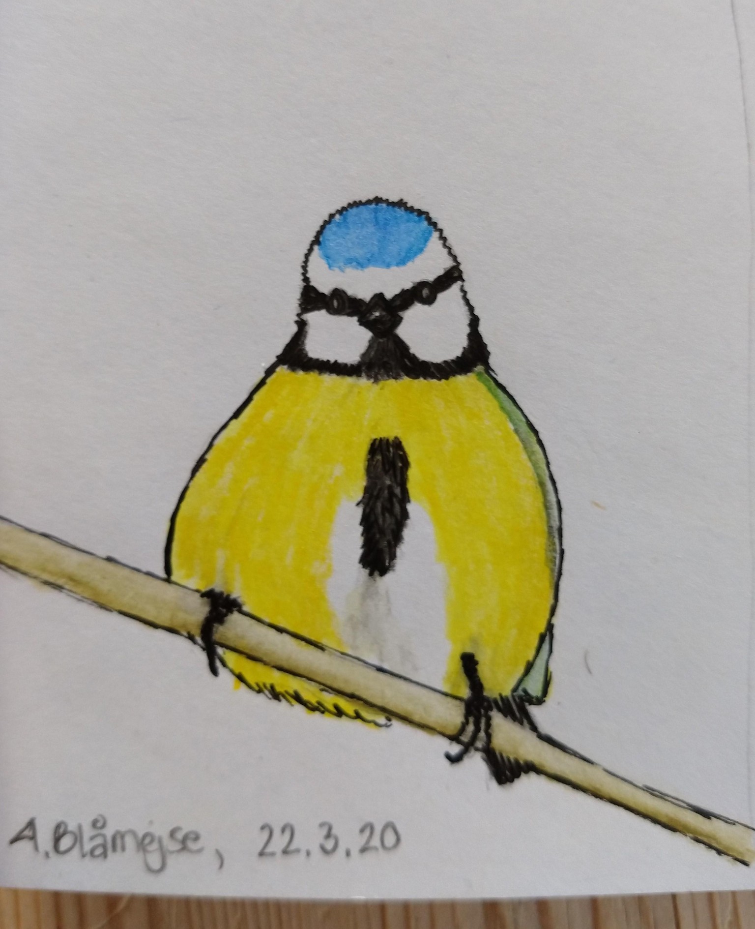 Blue Tit (Blåmejse) - image 1 - student project