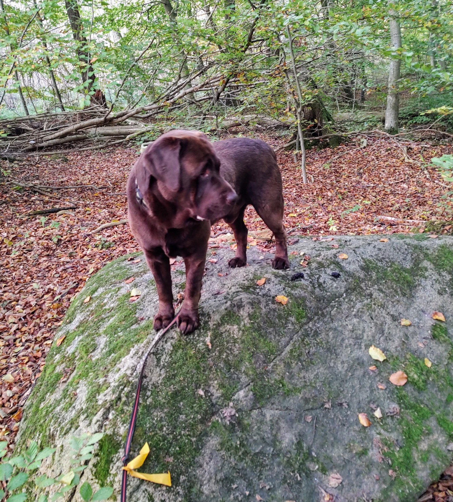Chocolate Lab - image 1 - student project