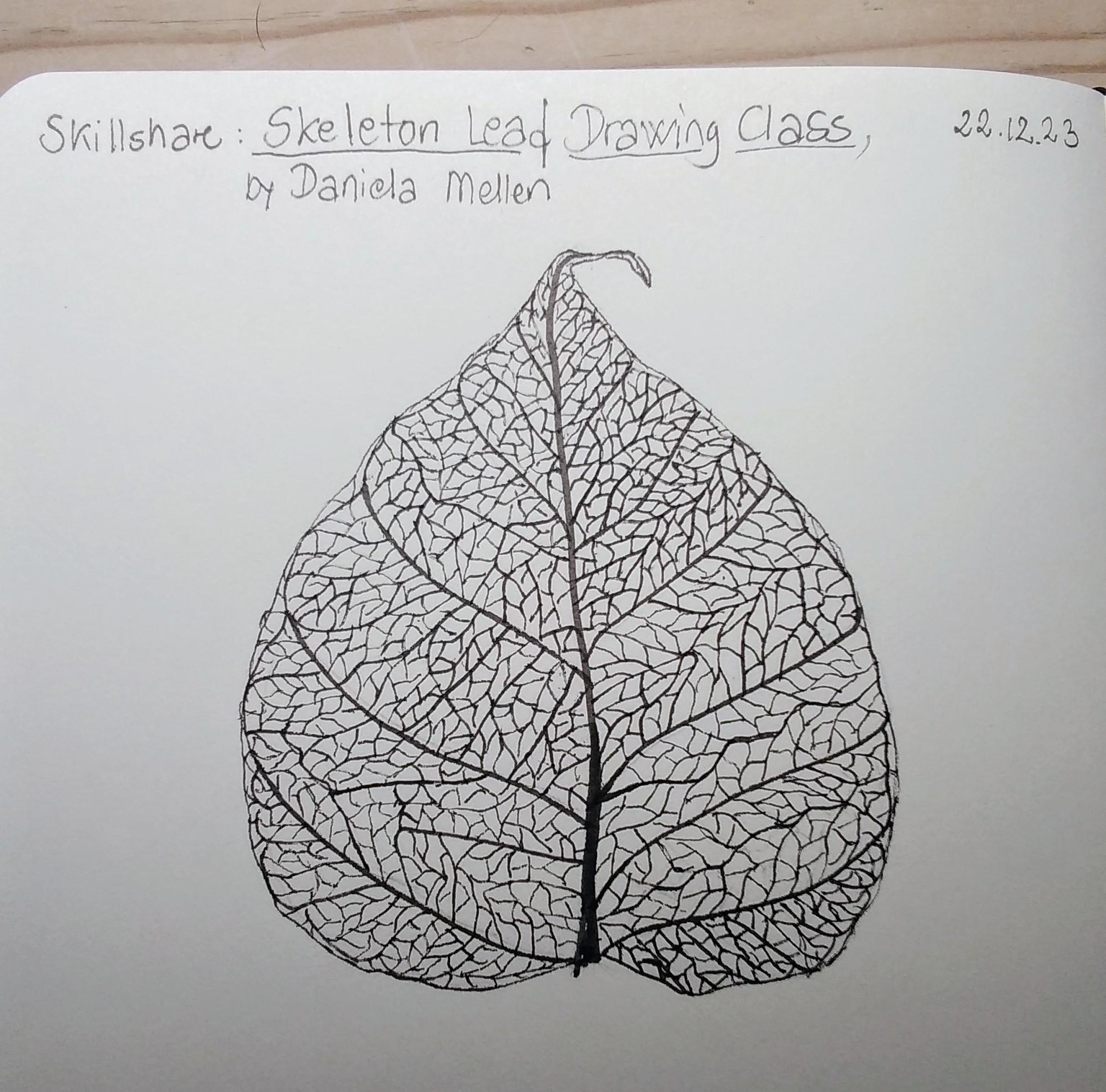 Pen Drawing of a Skeleton Leaf - image 1 - student project