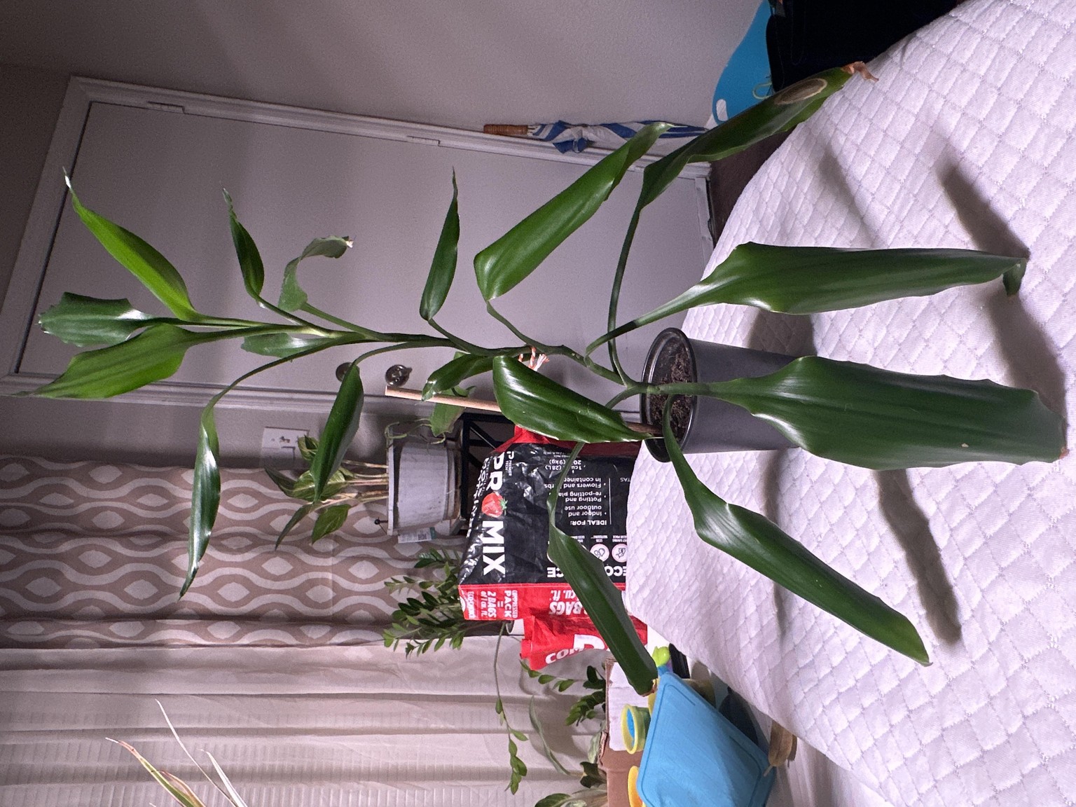 The plant’s name is Jill - image 1 - student project