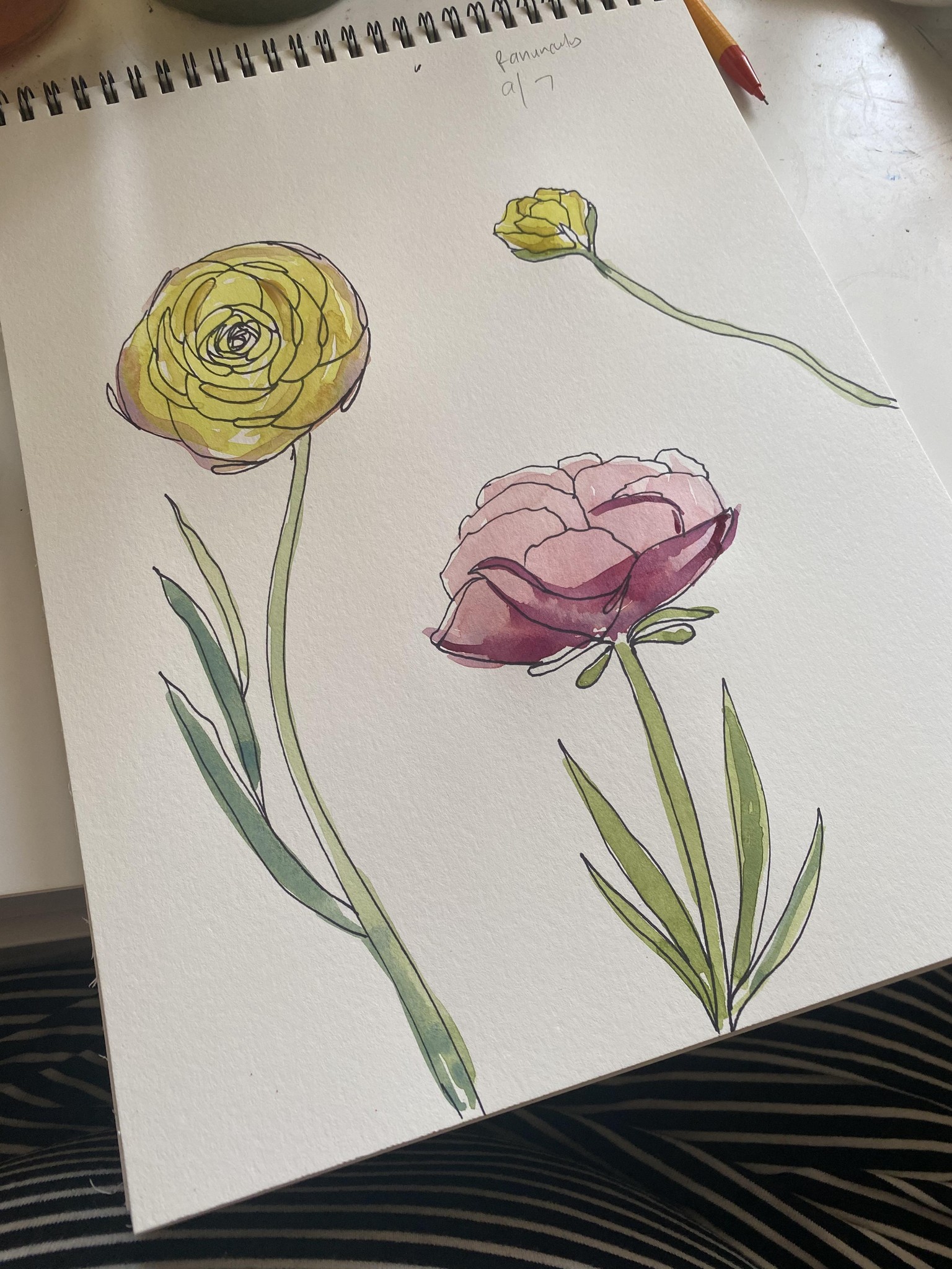 Ink and watercolor ranunuculus - image 2 - student project