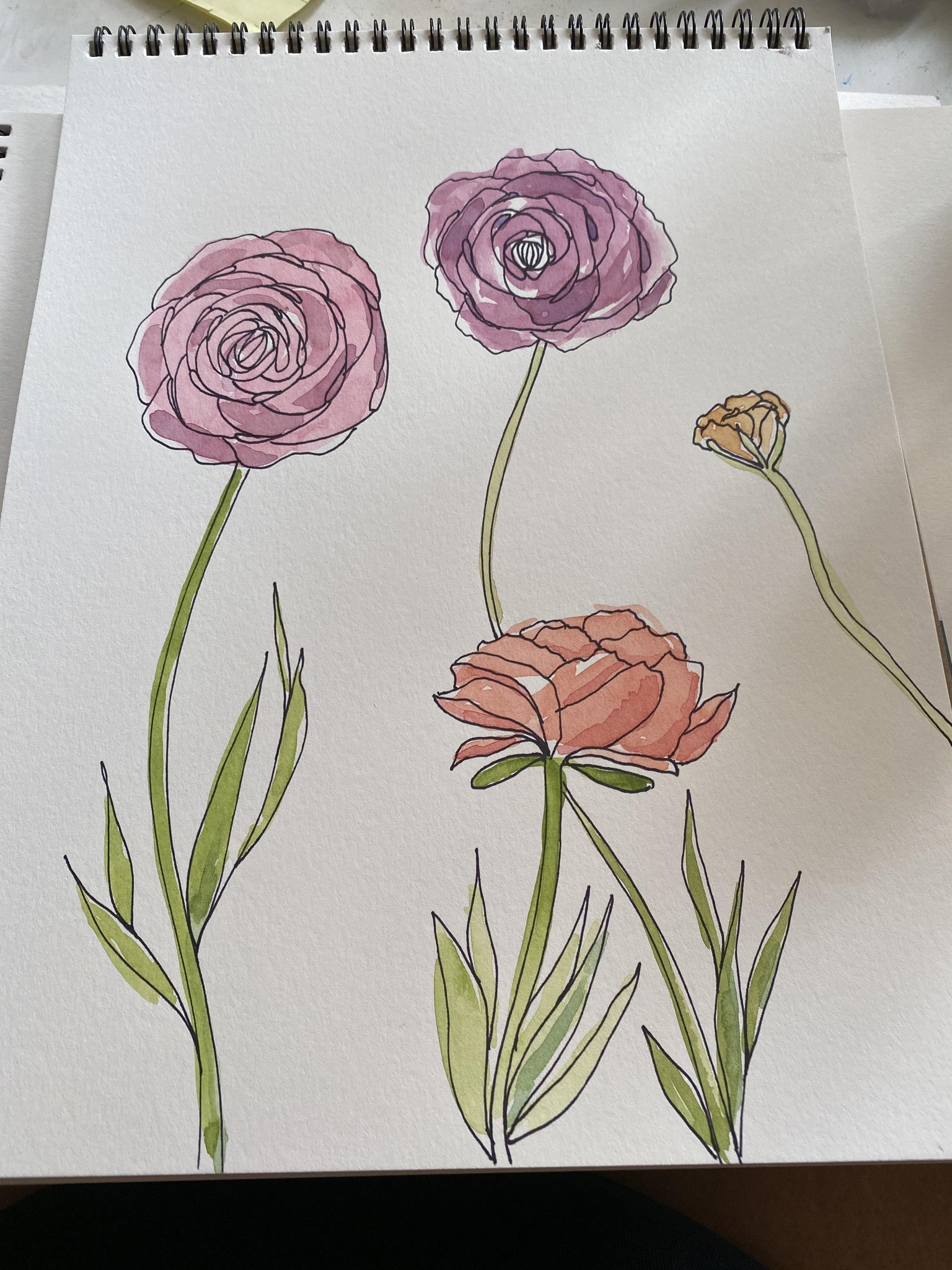 Ink and watercolor ranunuculus - image 3 - student project