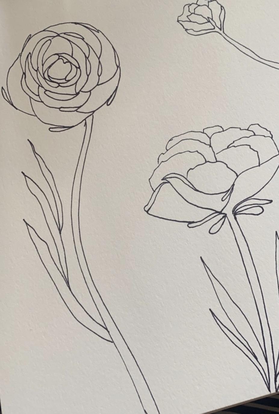 Ink and watercolor ranunuculus - image 1 - student project