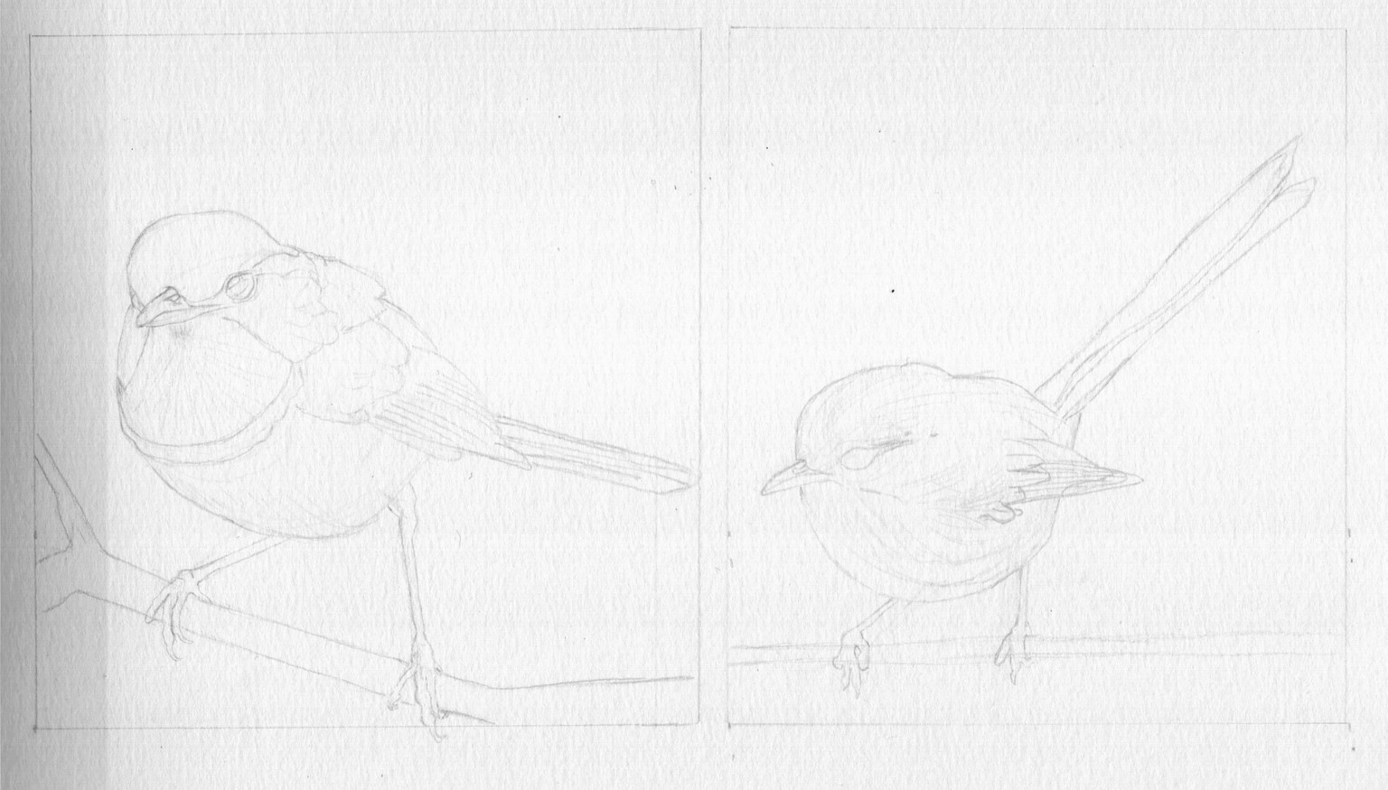 Splendid Fairywren - Malurus splendens - image 1 - student project