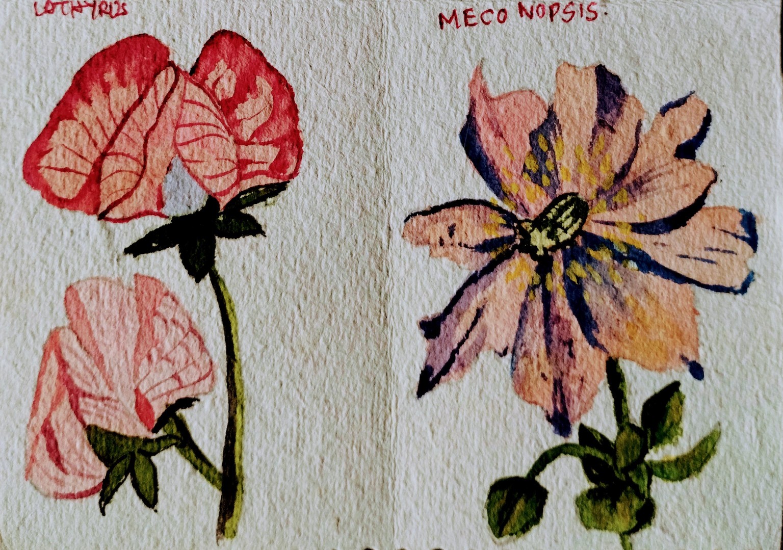 A to z watercolor flowers with Dhritikana - image 5 - student project