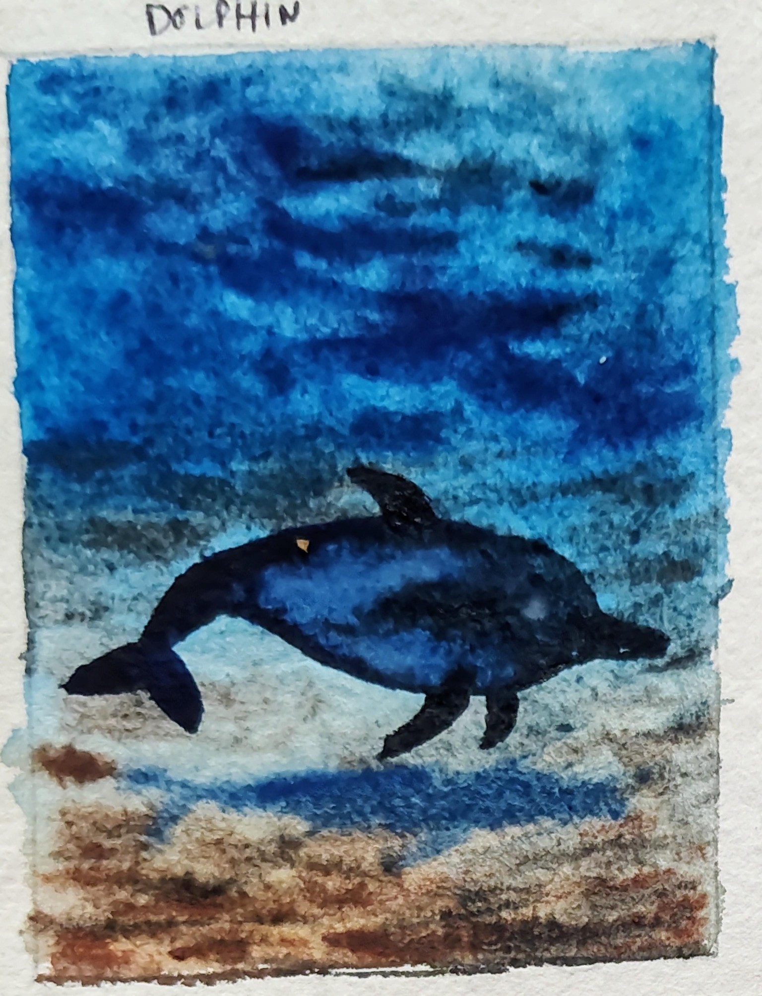 Dolphin by the seabed with Swathi - image 1 - student project