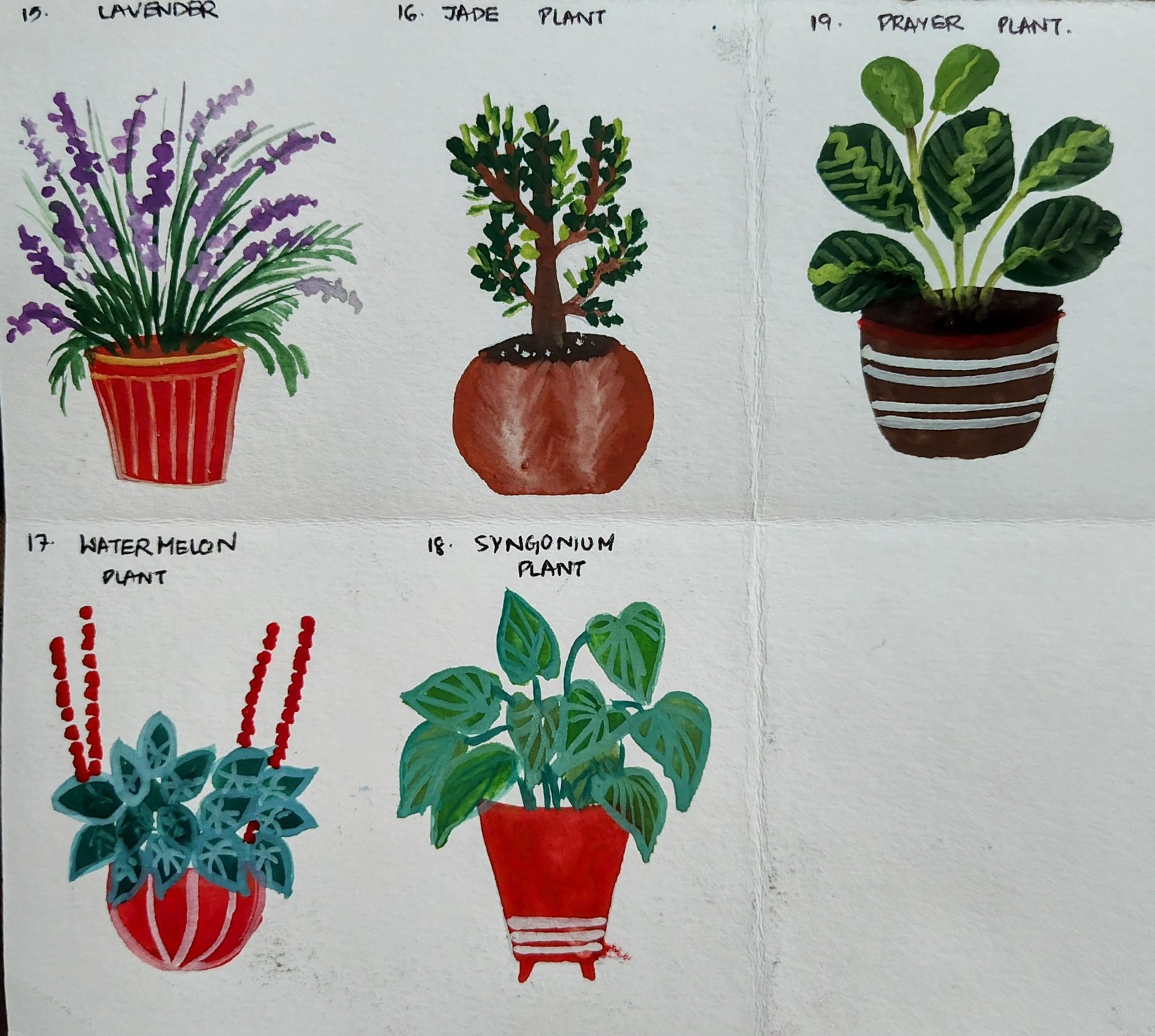 Indoor plants with Mohini - image 2 - student project