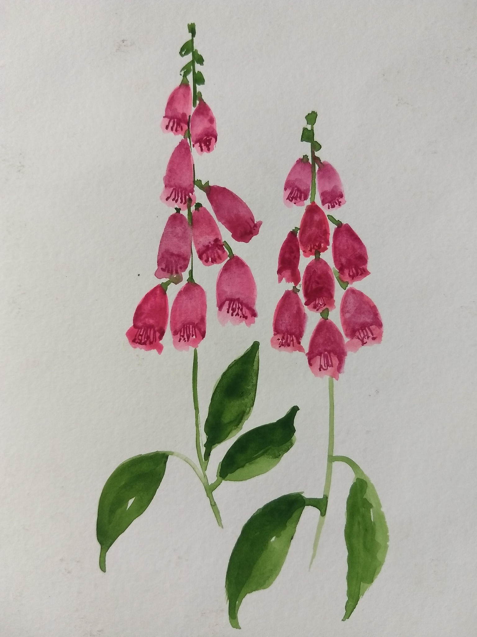 10 days watercolor spring flowers with vinita - image 6 - student project