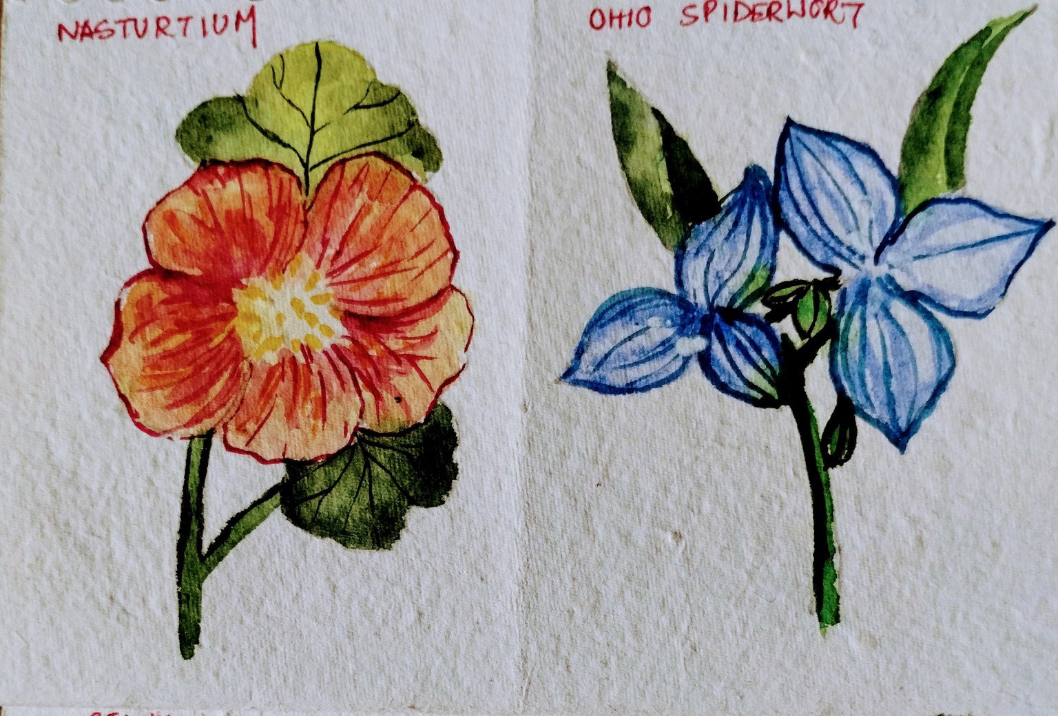 A to z watercolor flowers with Dhritikana - image 2 - student project