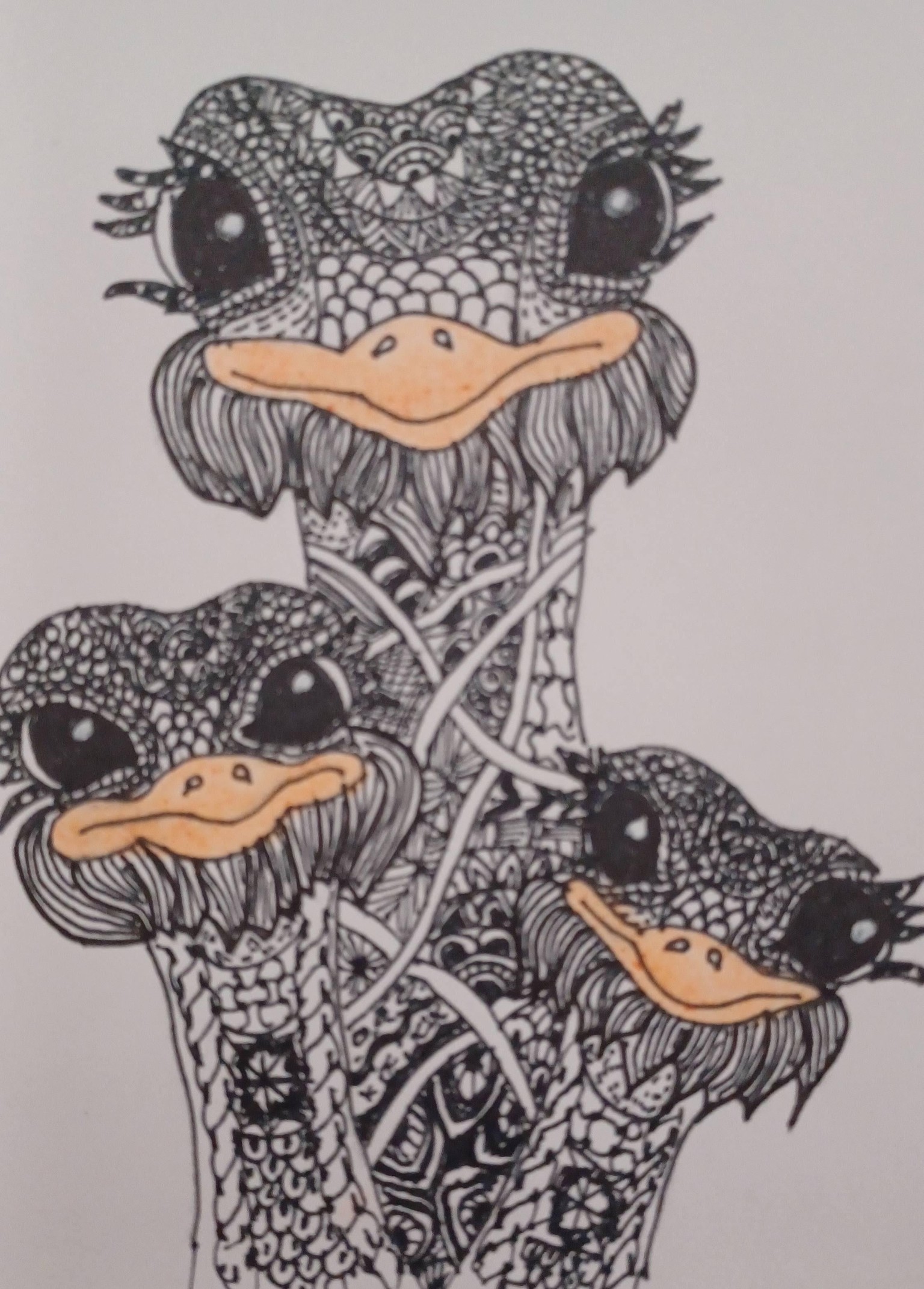 ostrich - image 1 - student project