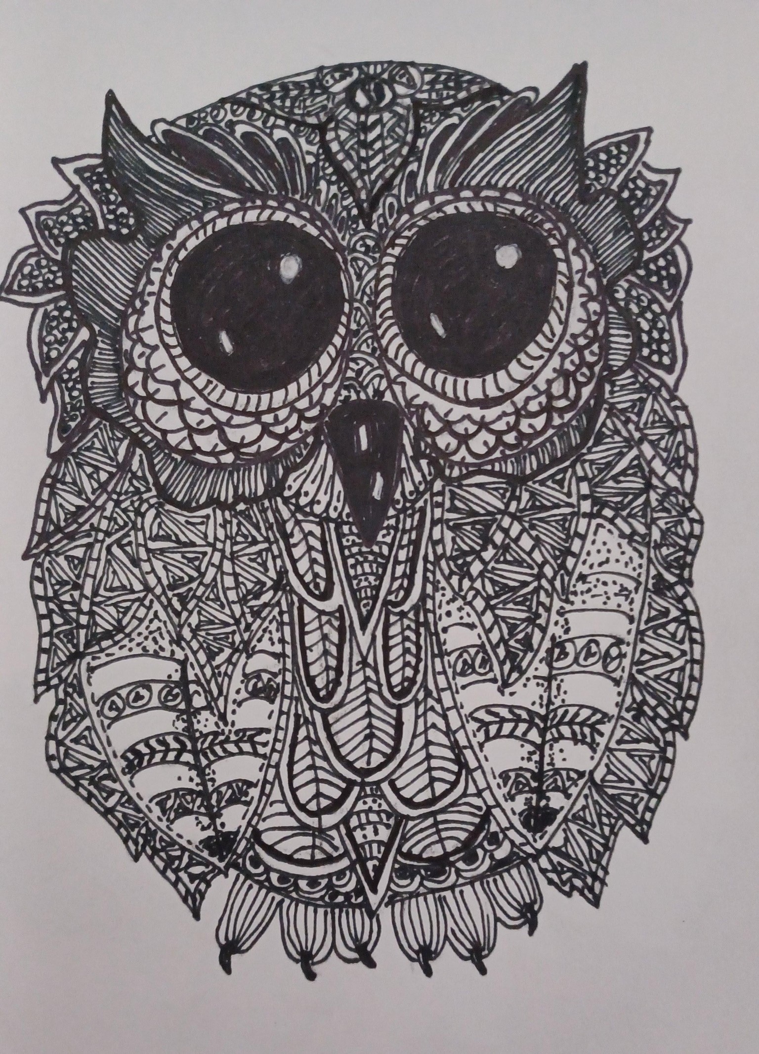 owl - image 1 - student project