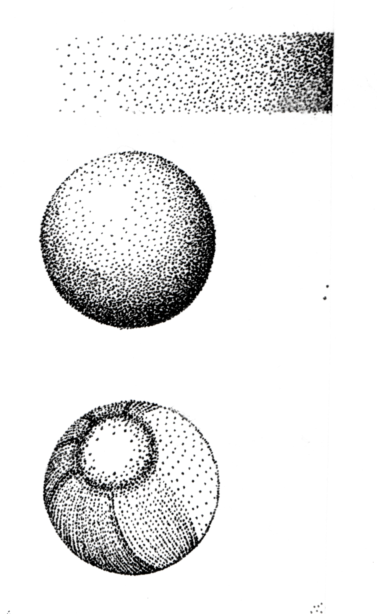 Stippled Baby Nautilus - image 1 - student project