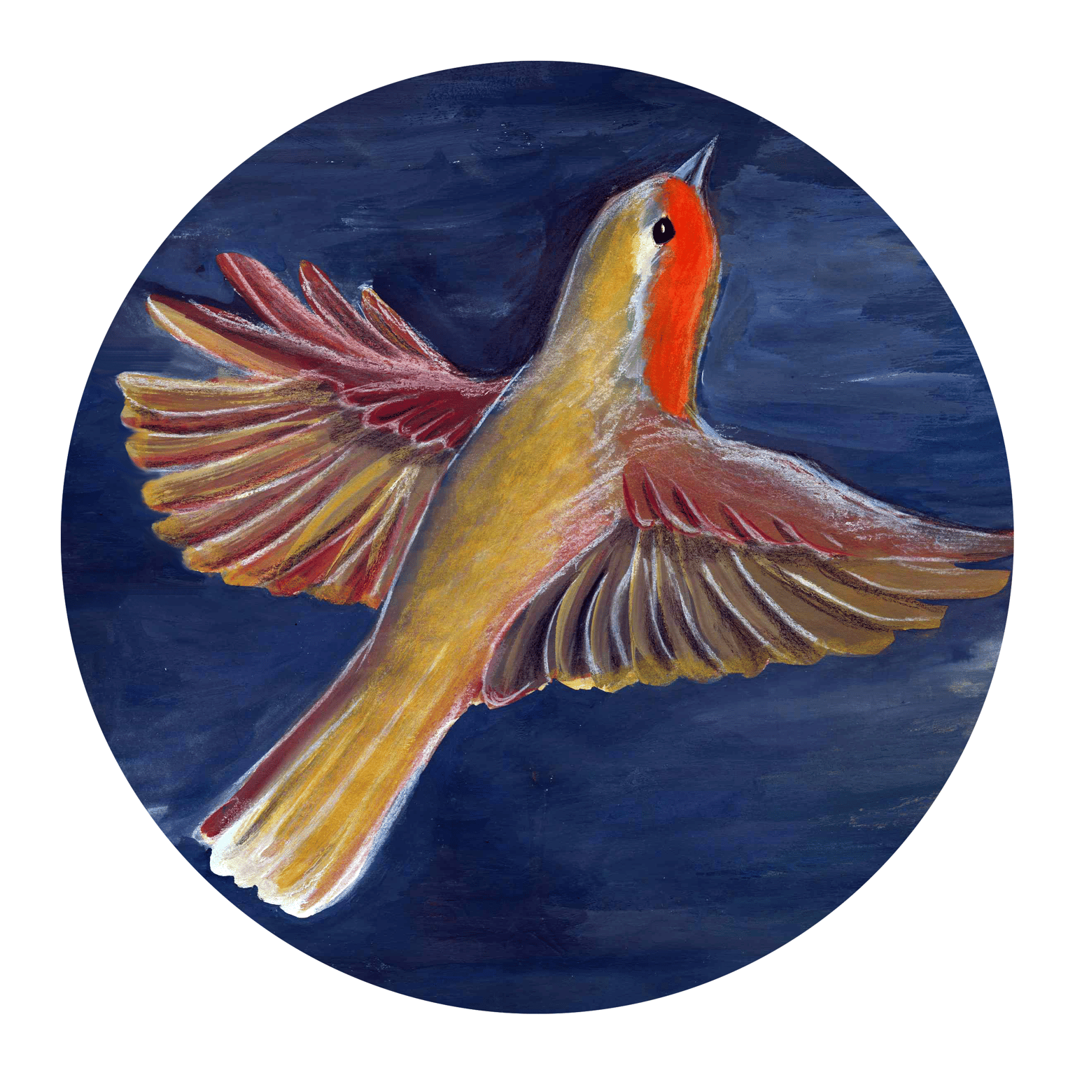 European Robin - image 5 - student project