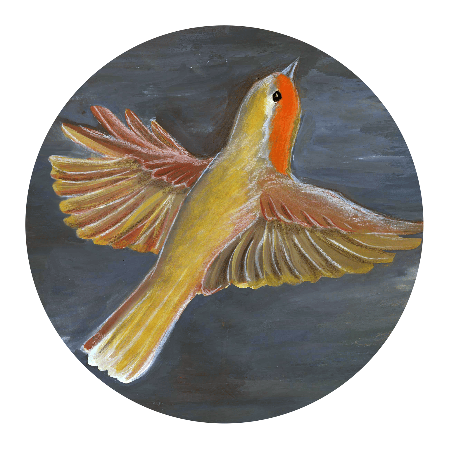European Robin - image 4 - student project