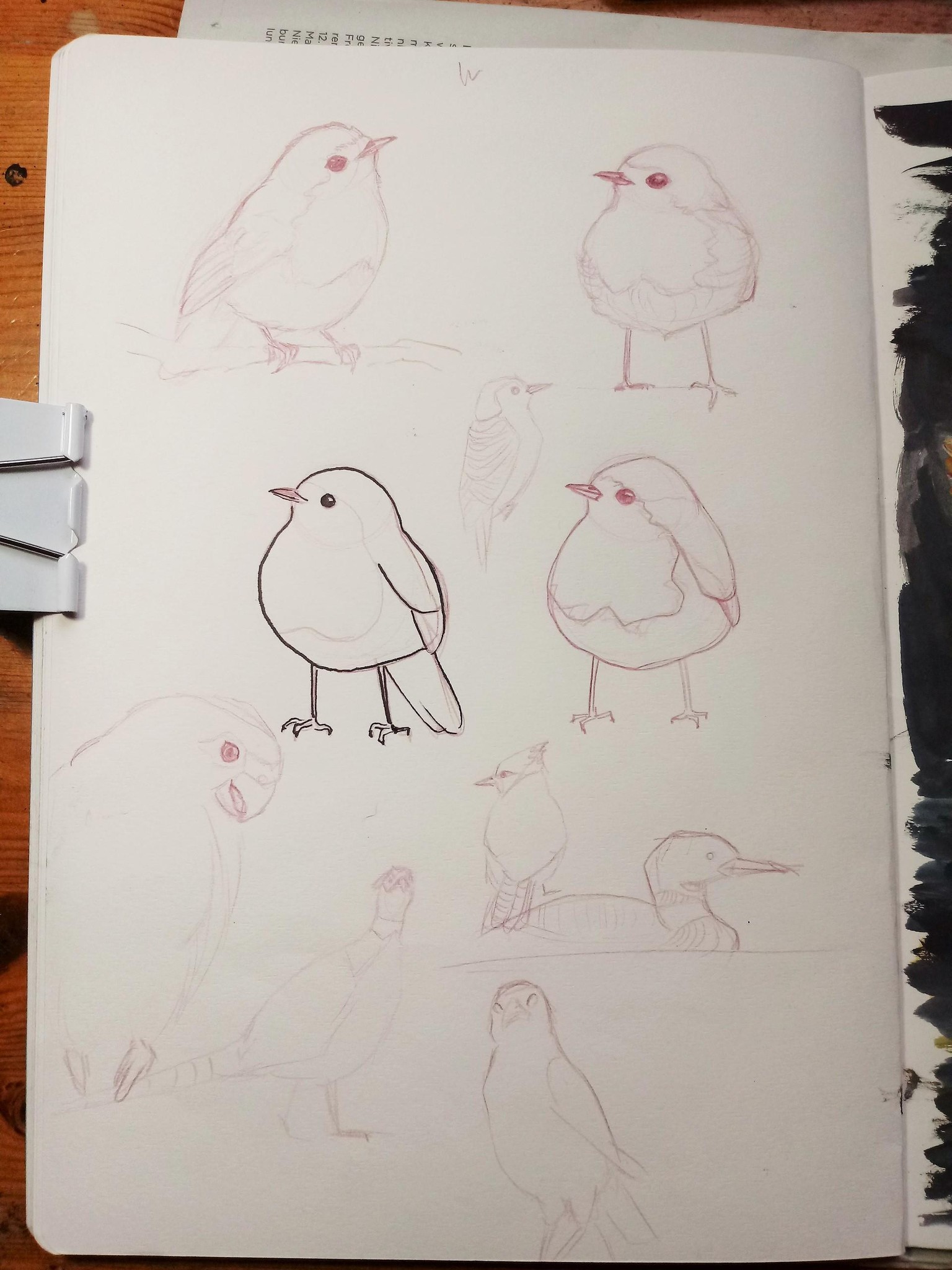 European Robin - image 2 - student project
