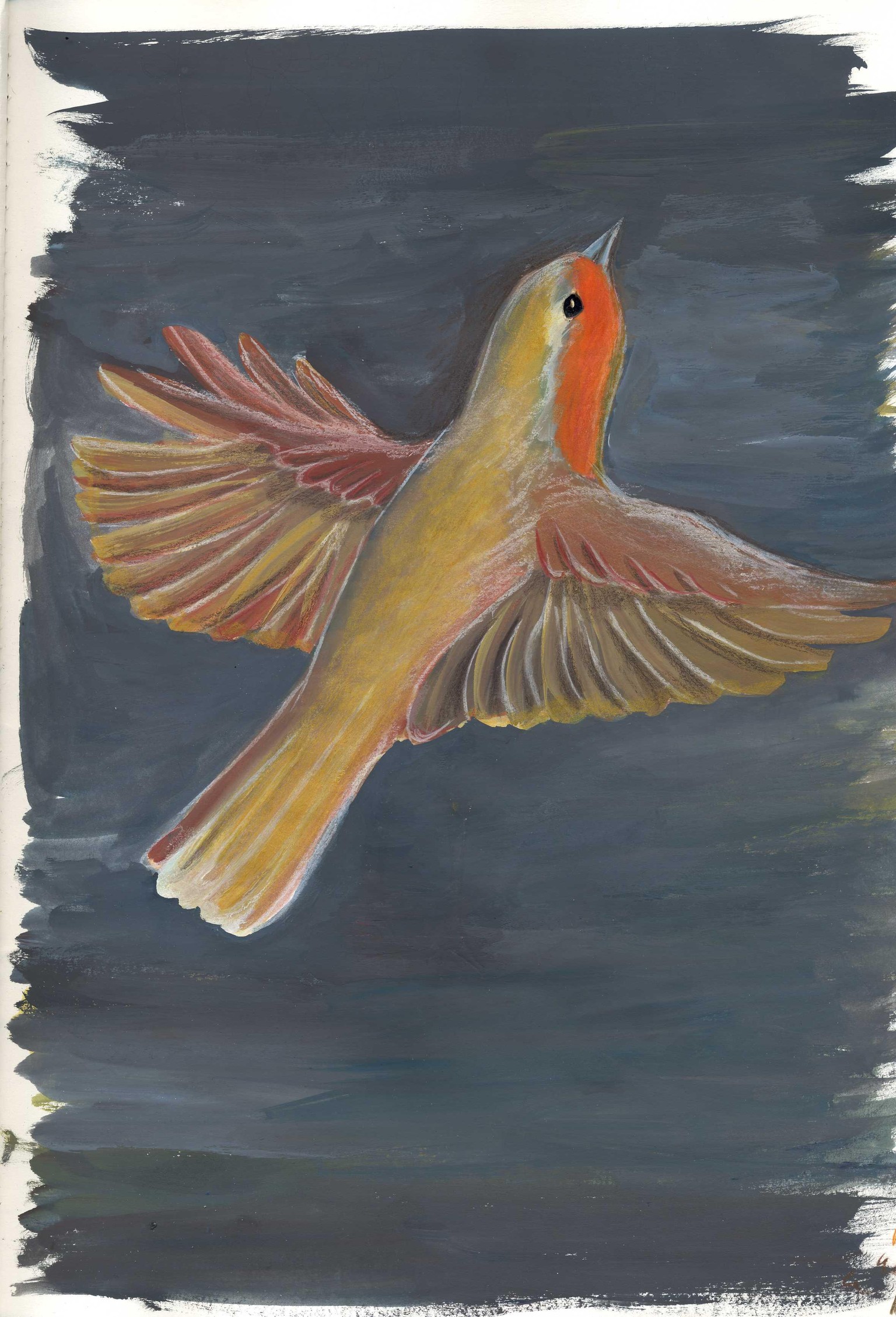 European Robin - image 1 - student project