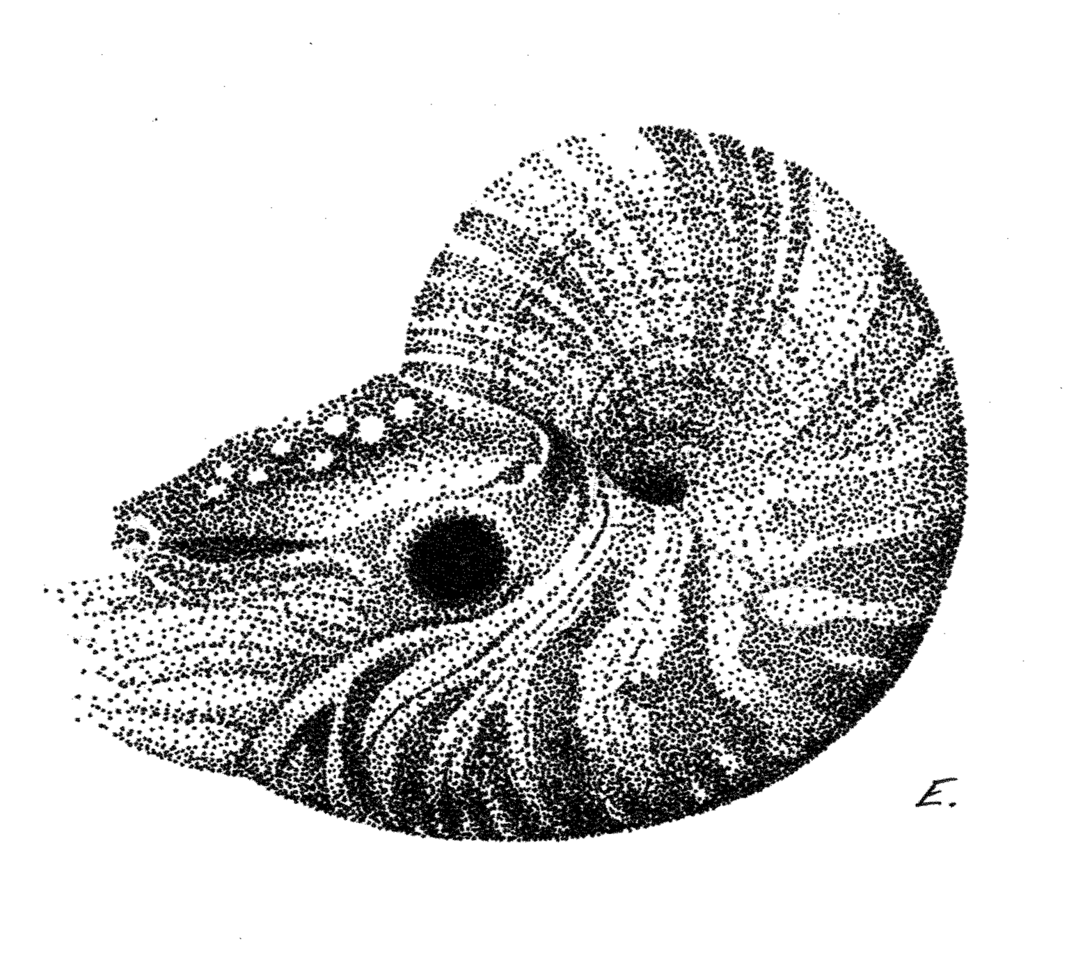 Stippled Baby Nautilus - image 2 - student project
