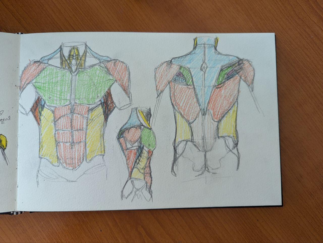 Muscles of the Torso - image 7 - student project