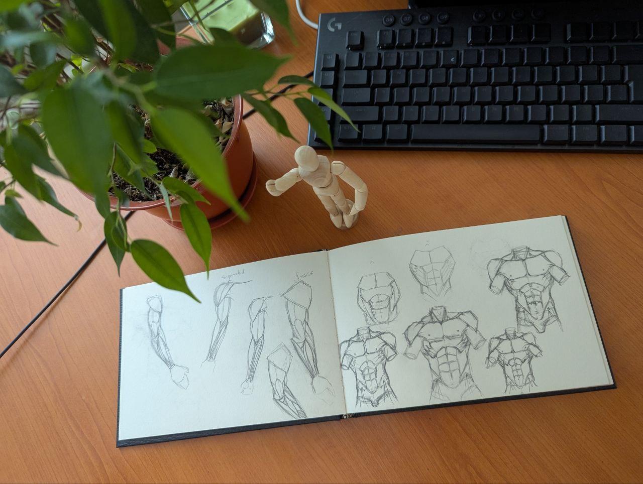 Muscles of the Torso - image 2 - student project