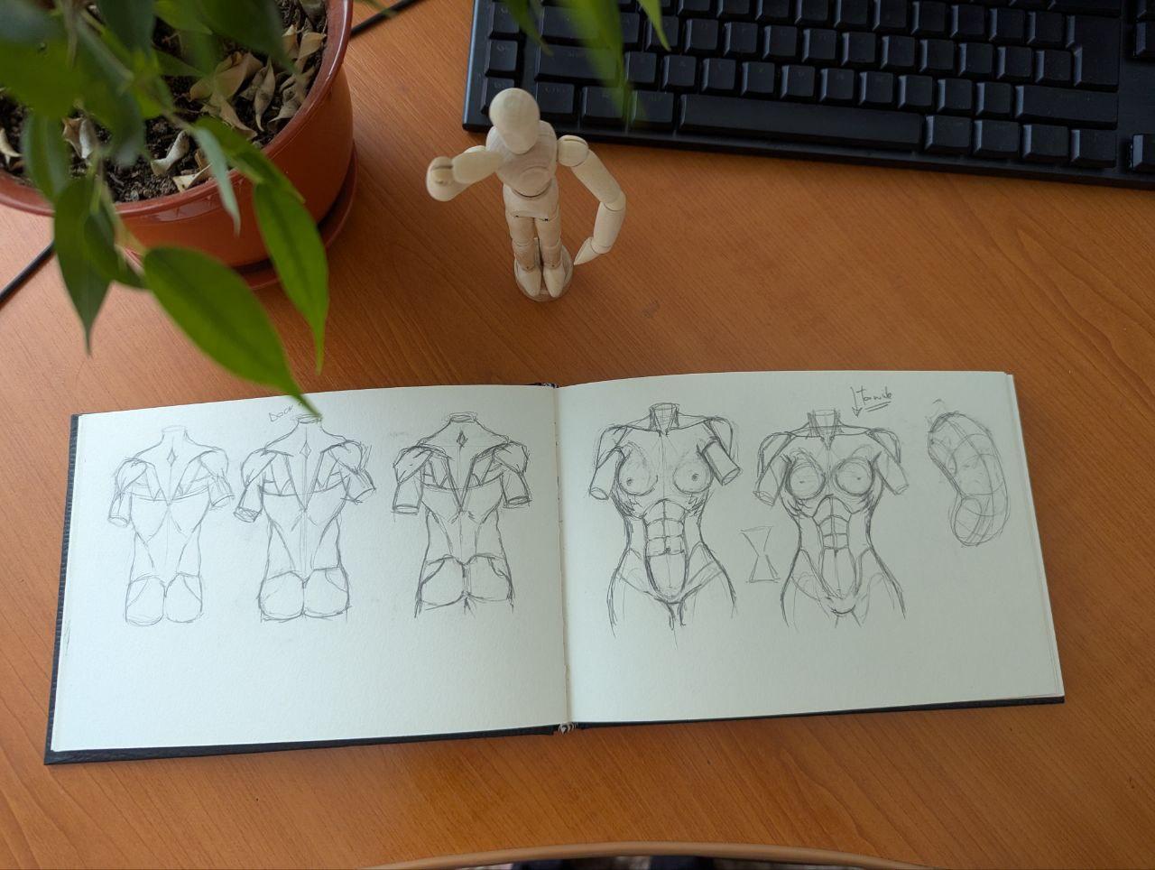 Muscles of the Torso - image 6 - student project
