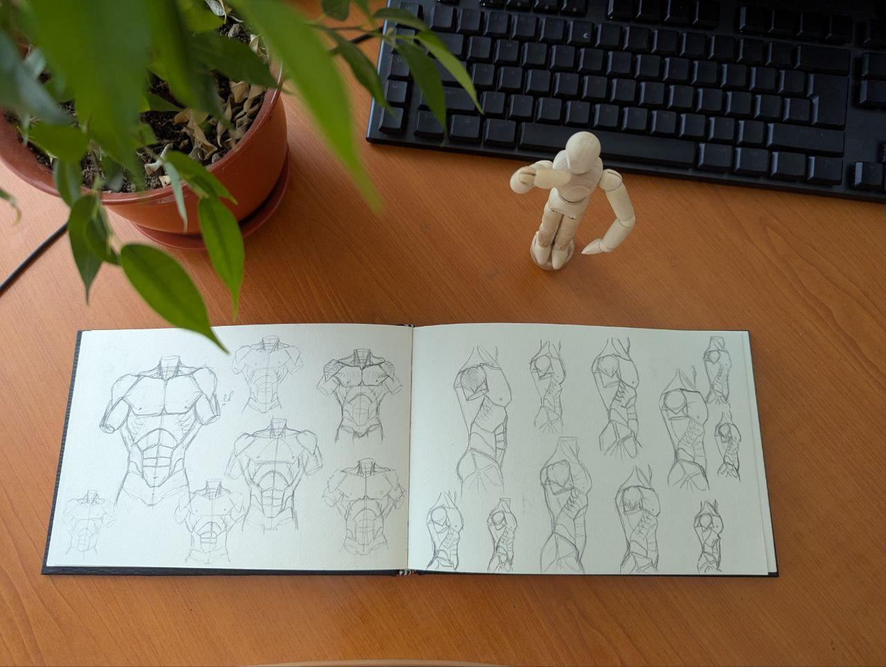 Muscles of the Torso - image 4 - student project