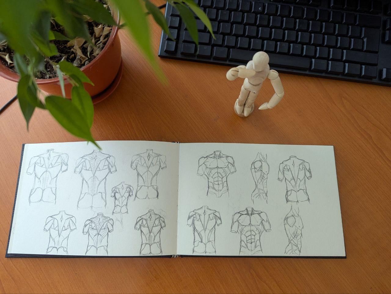 Muscles of the Torso - image 3 - student project