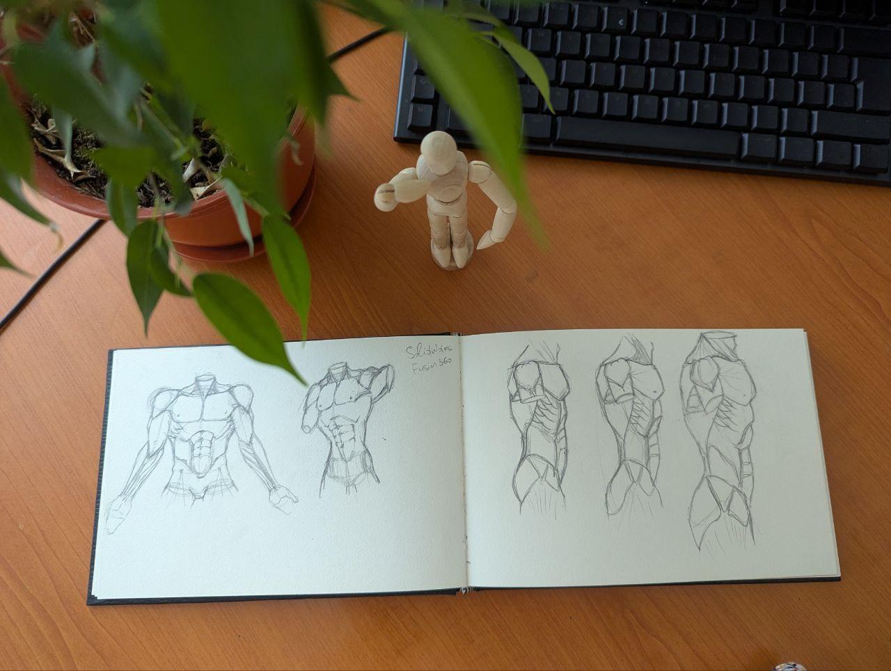 Muscles of the Torso - image 5 - student project