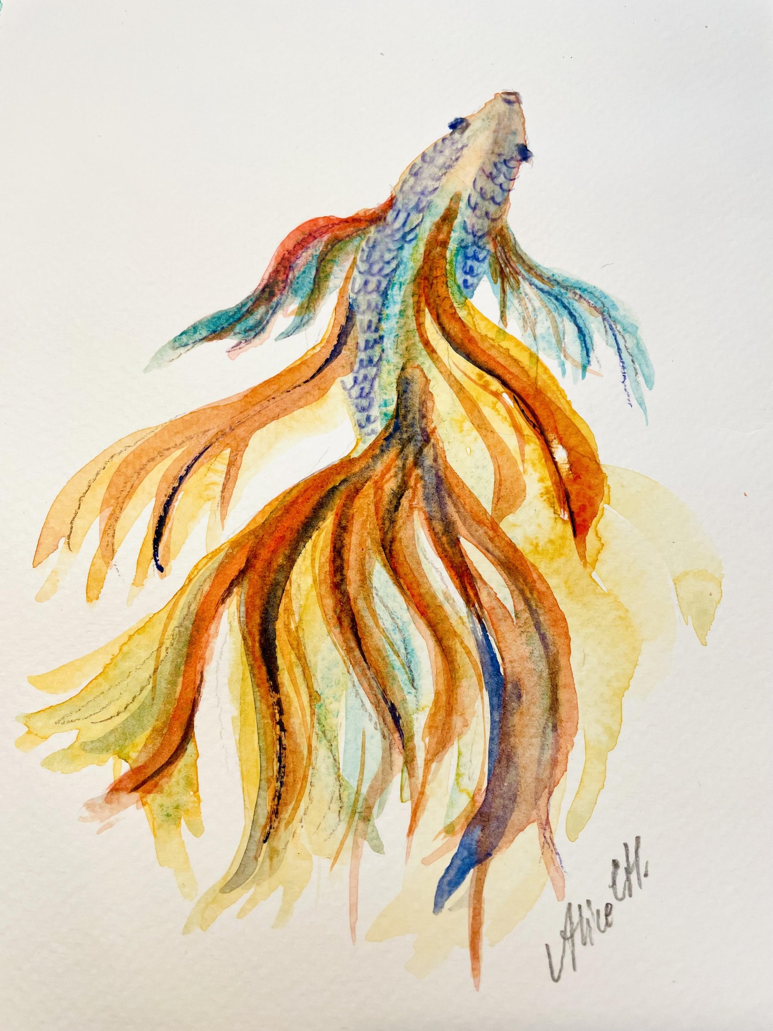 Betta Fish - image 1 - student project