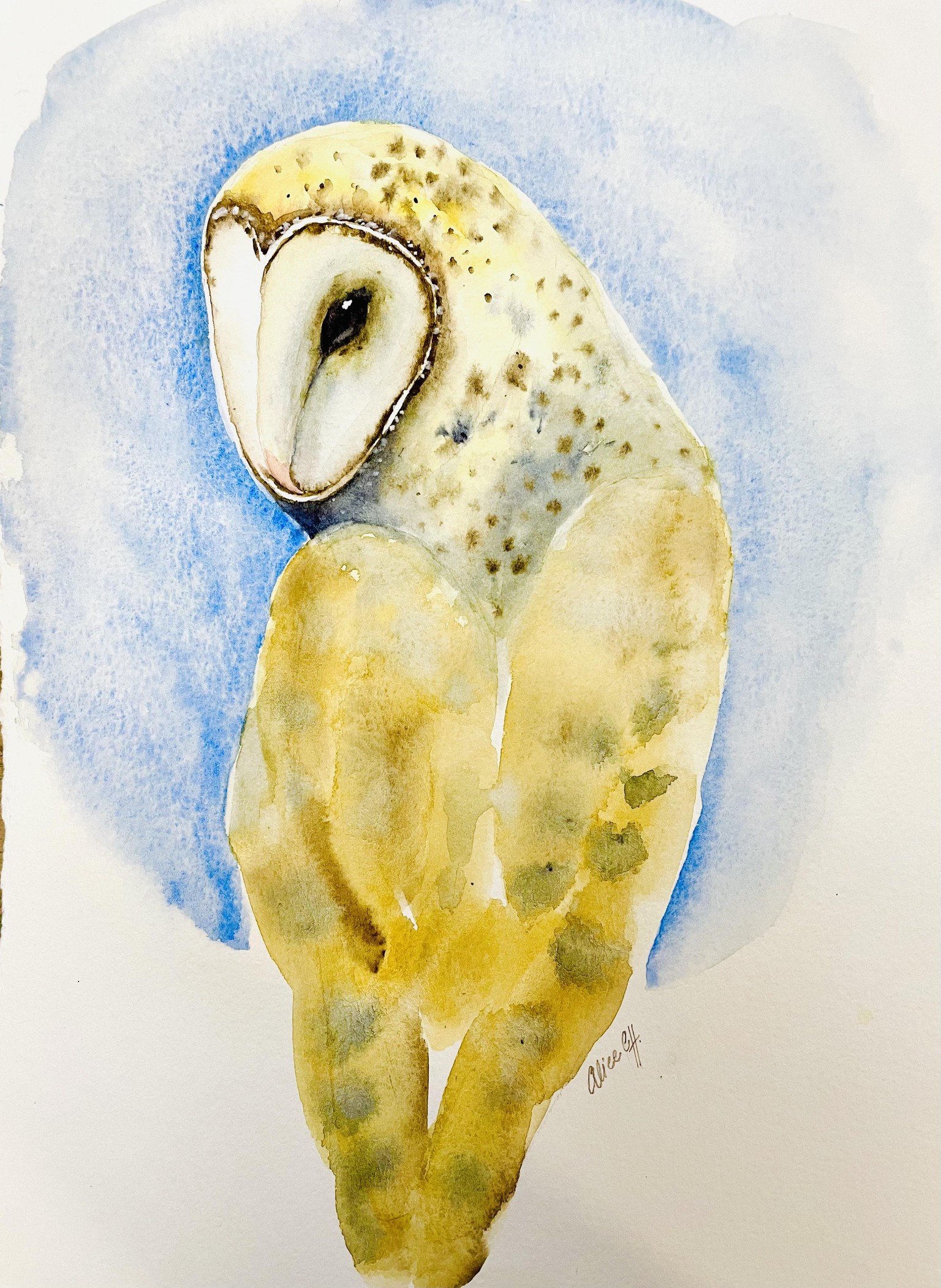 Barn Owl - image 1 - student project