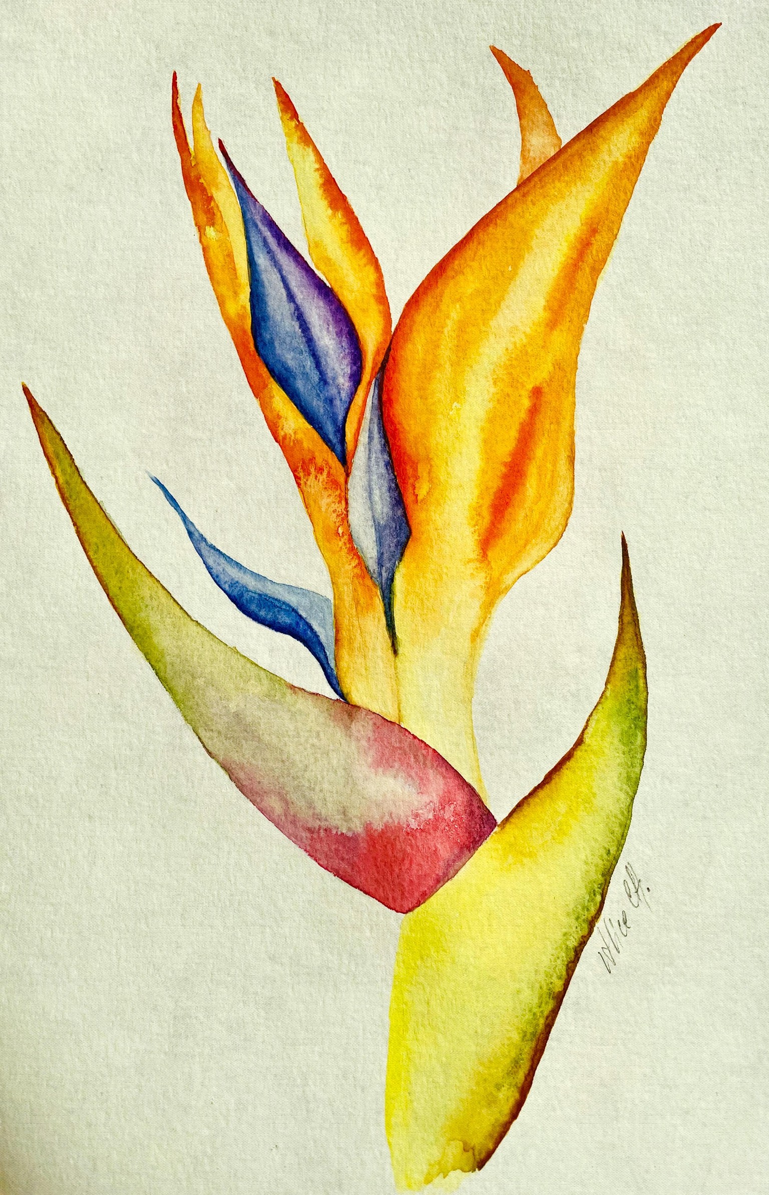 Bird of Paradise Flower - image 1 - student project