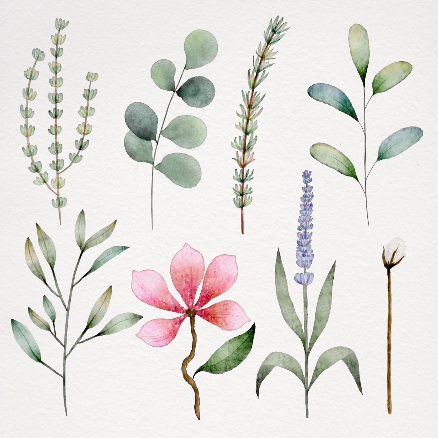 Botanical watercolor - image 1 - student project