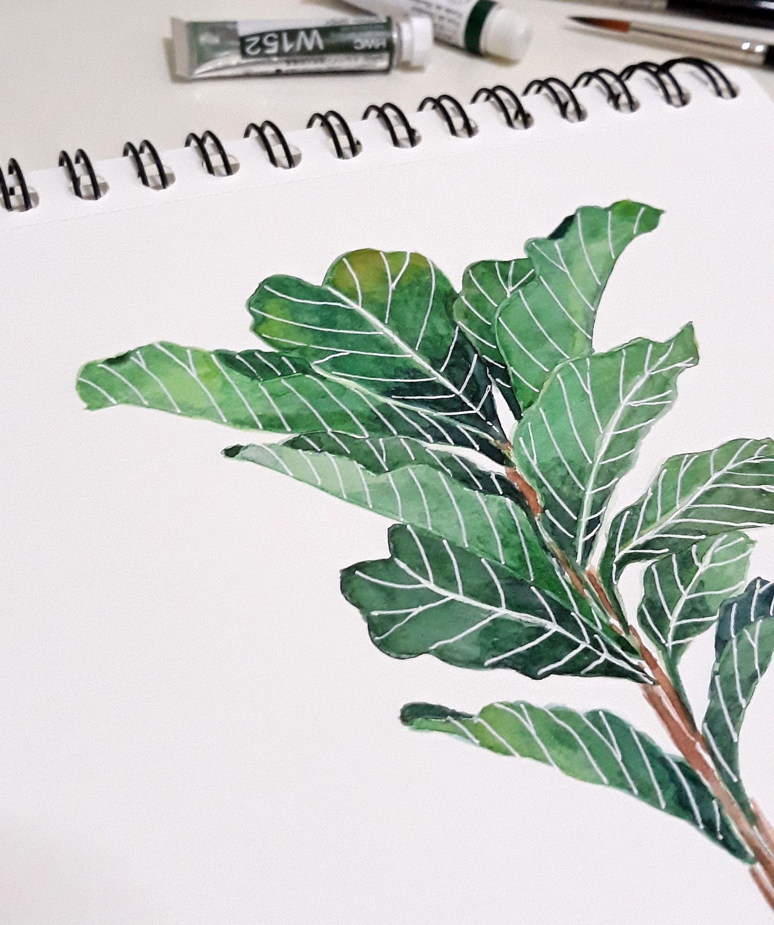 My Fiddle-leaf Fig - image 2 - student project