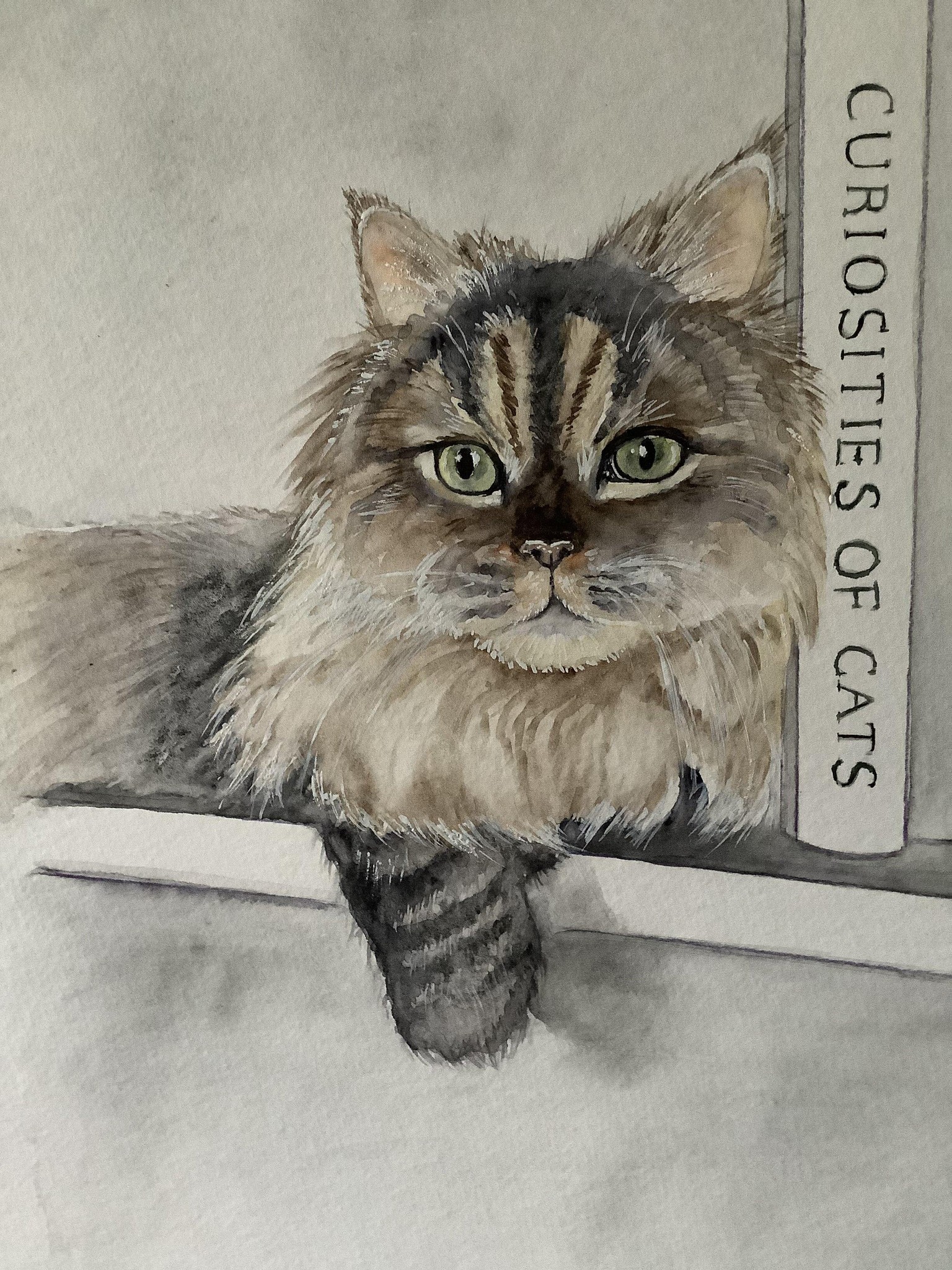 Curiosities of cat - image 1 - student project