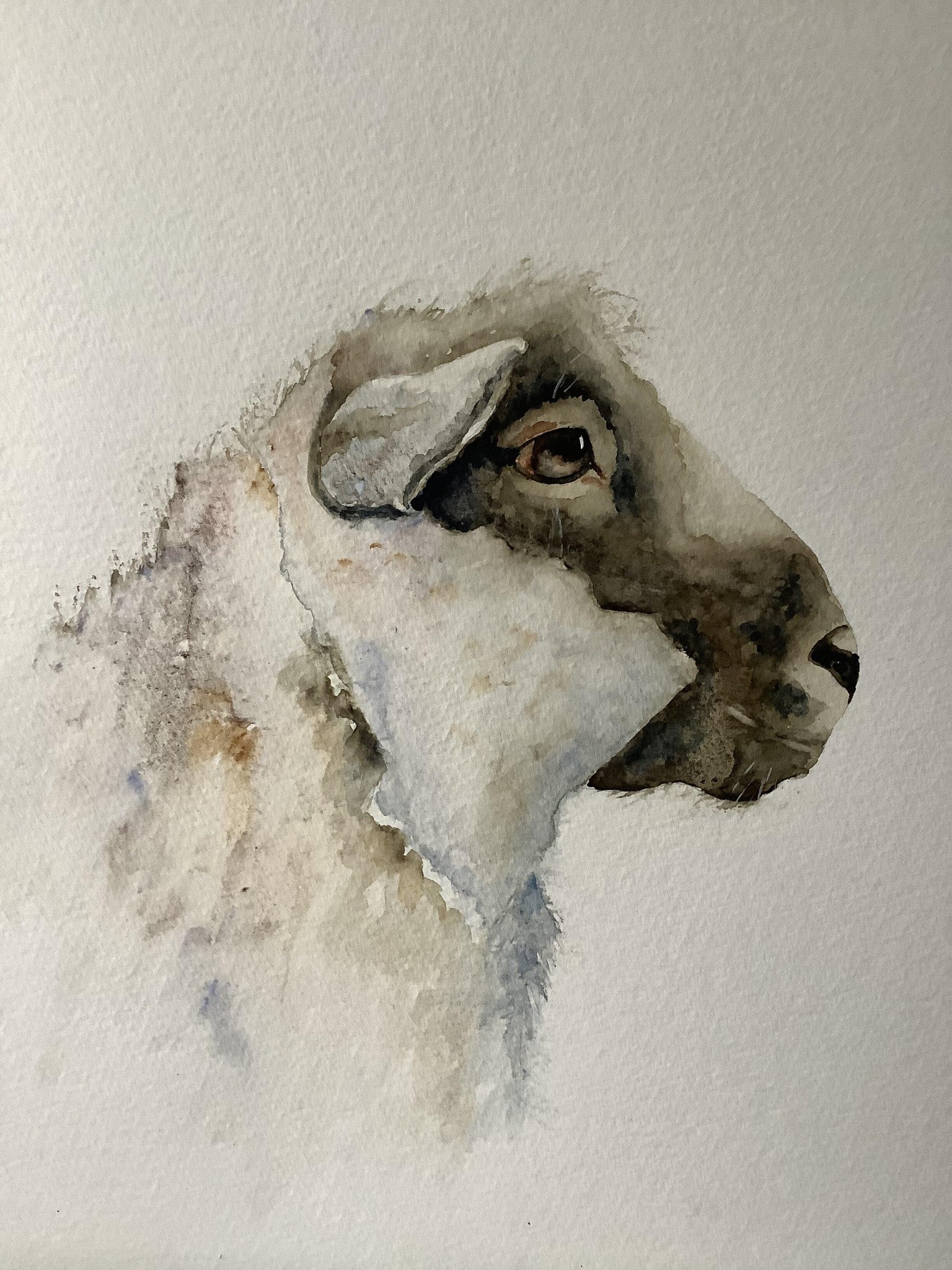 Lambo the sheep - image 2 - student project