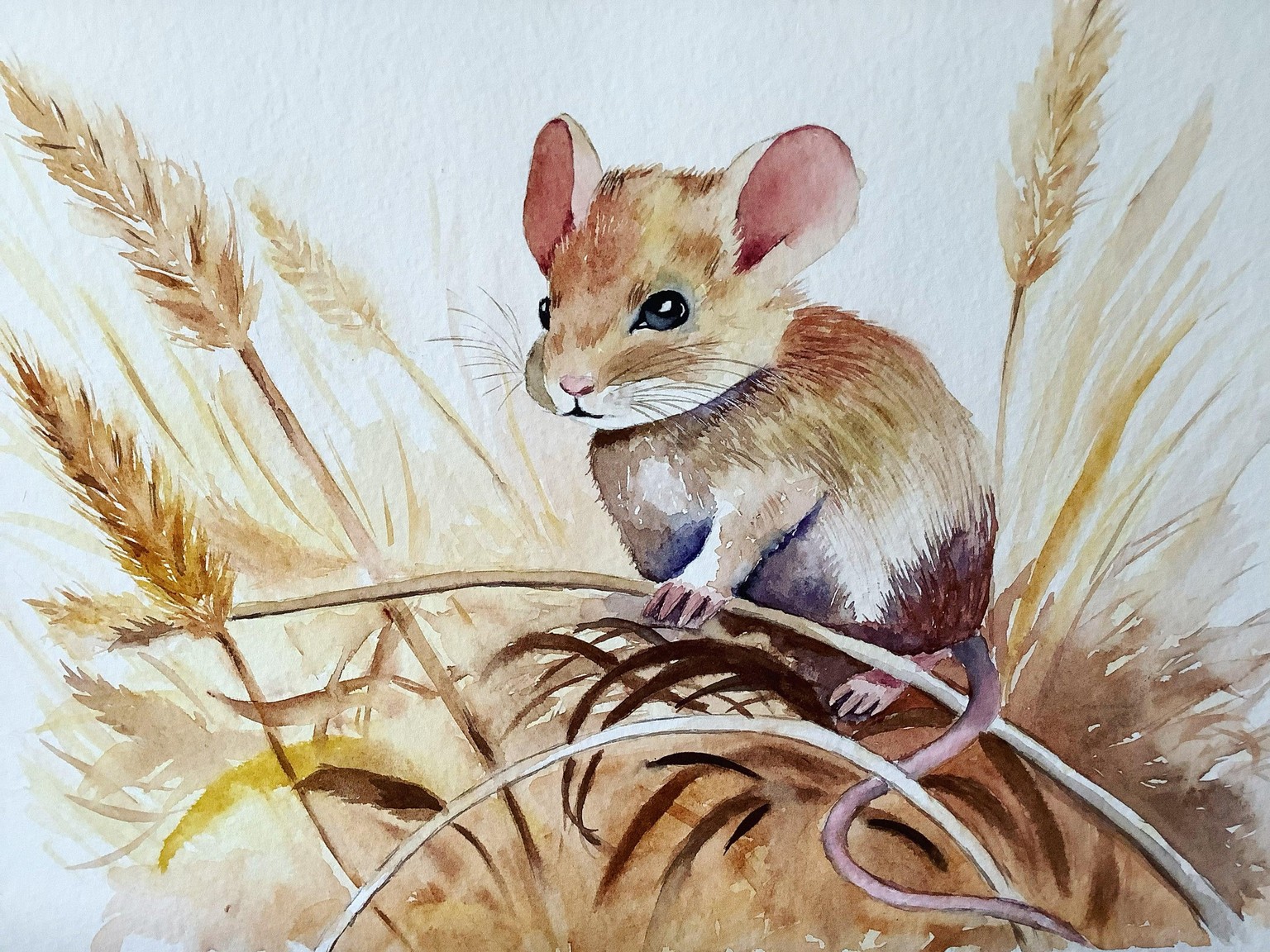 Harvest mouse - image 1 - student project
