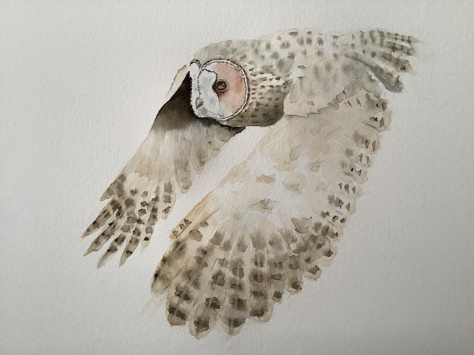 Flying owl - image 1 - student project