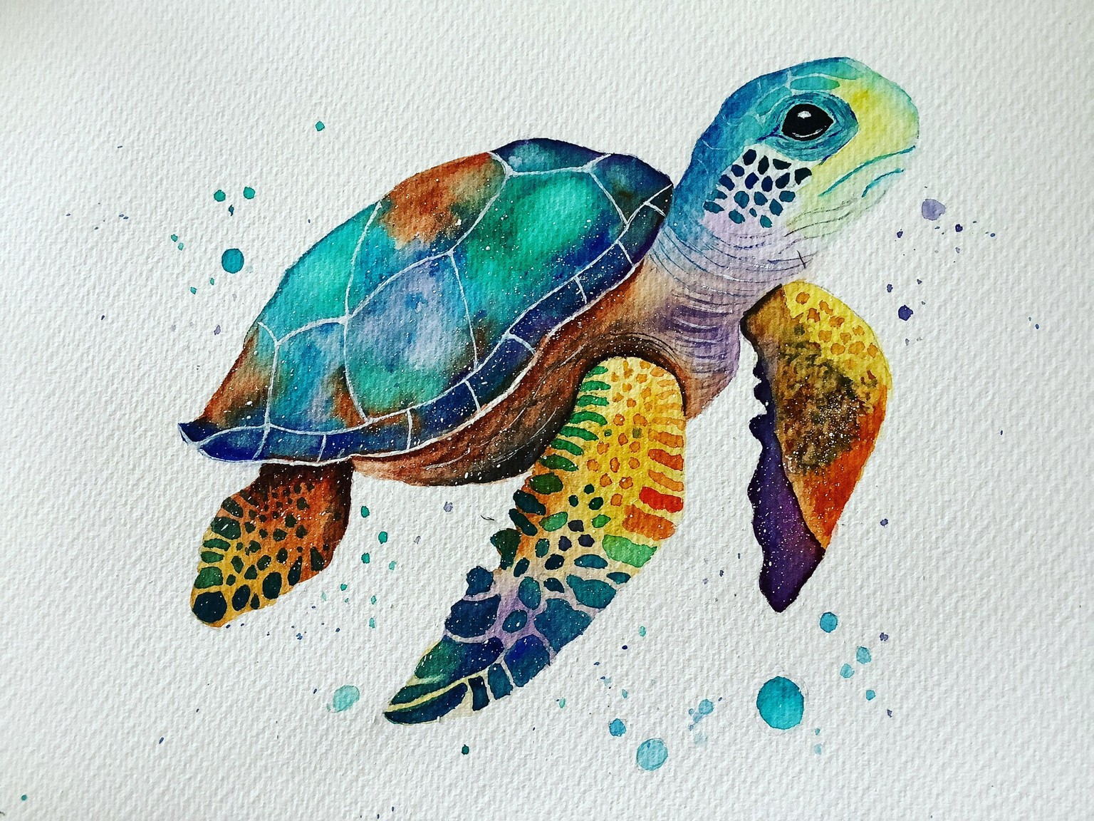 Colourful turtle - image 1 - student project