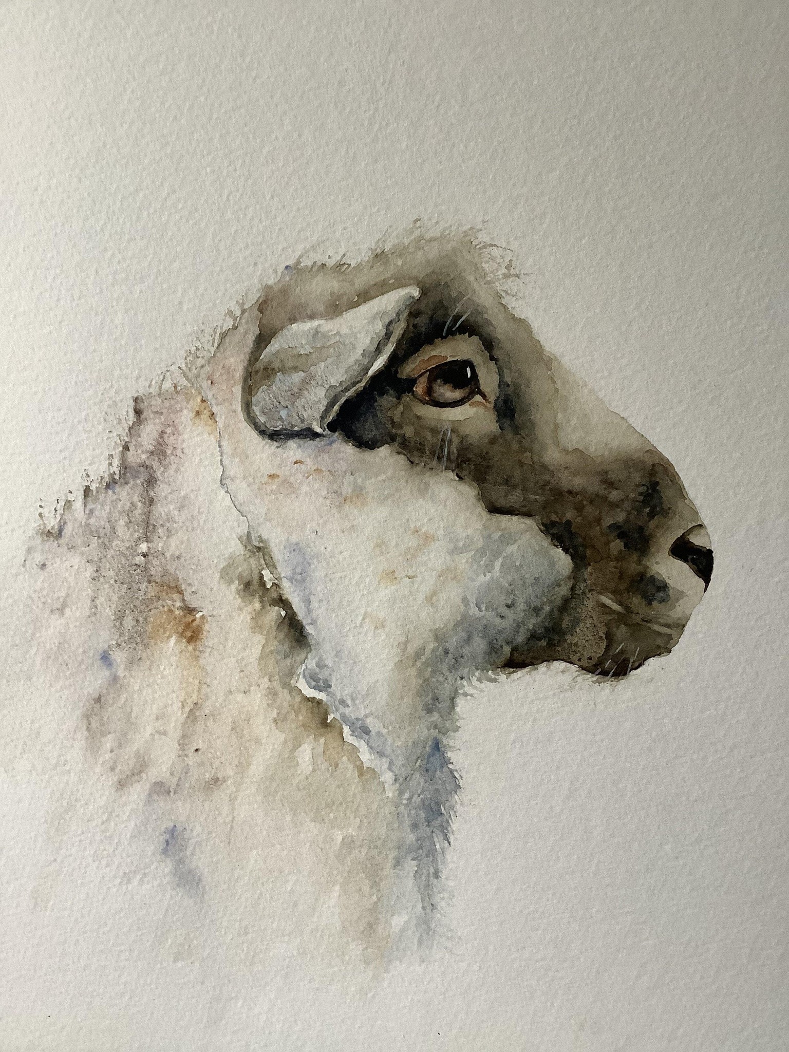 Lambo the sheep - image 1 - student project