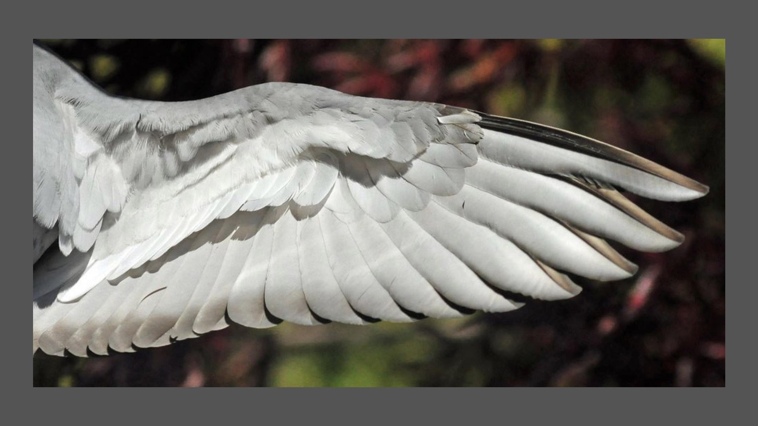 Two Wings - image 1 - student project