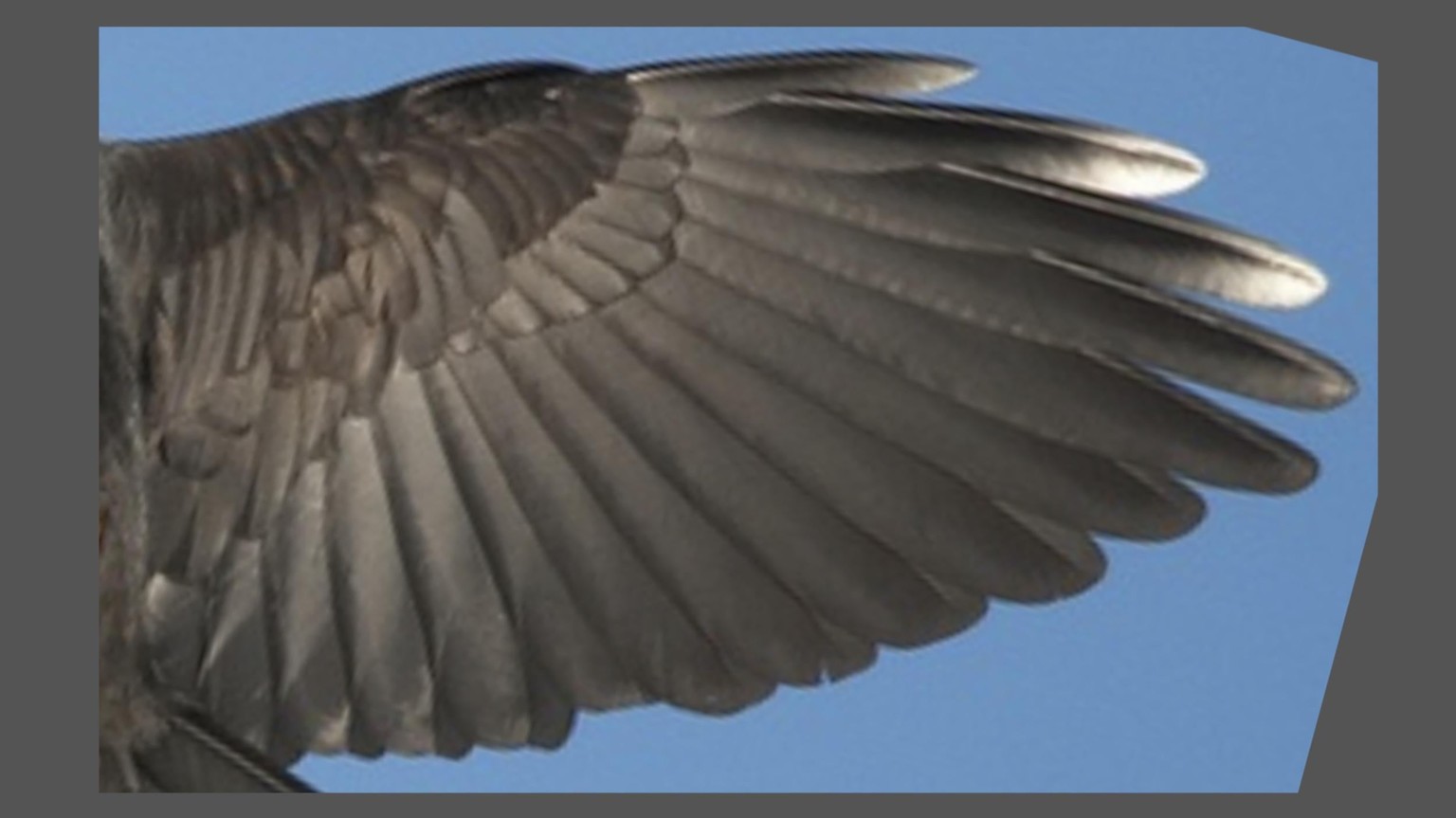 Two Wings - image 2 - student project