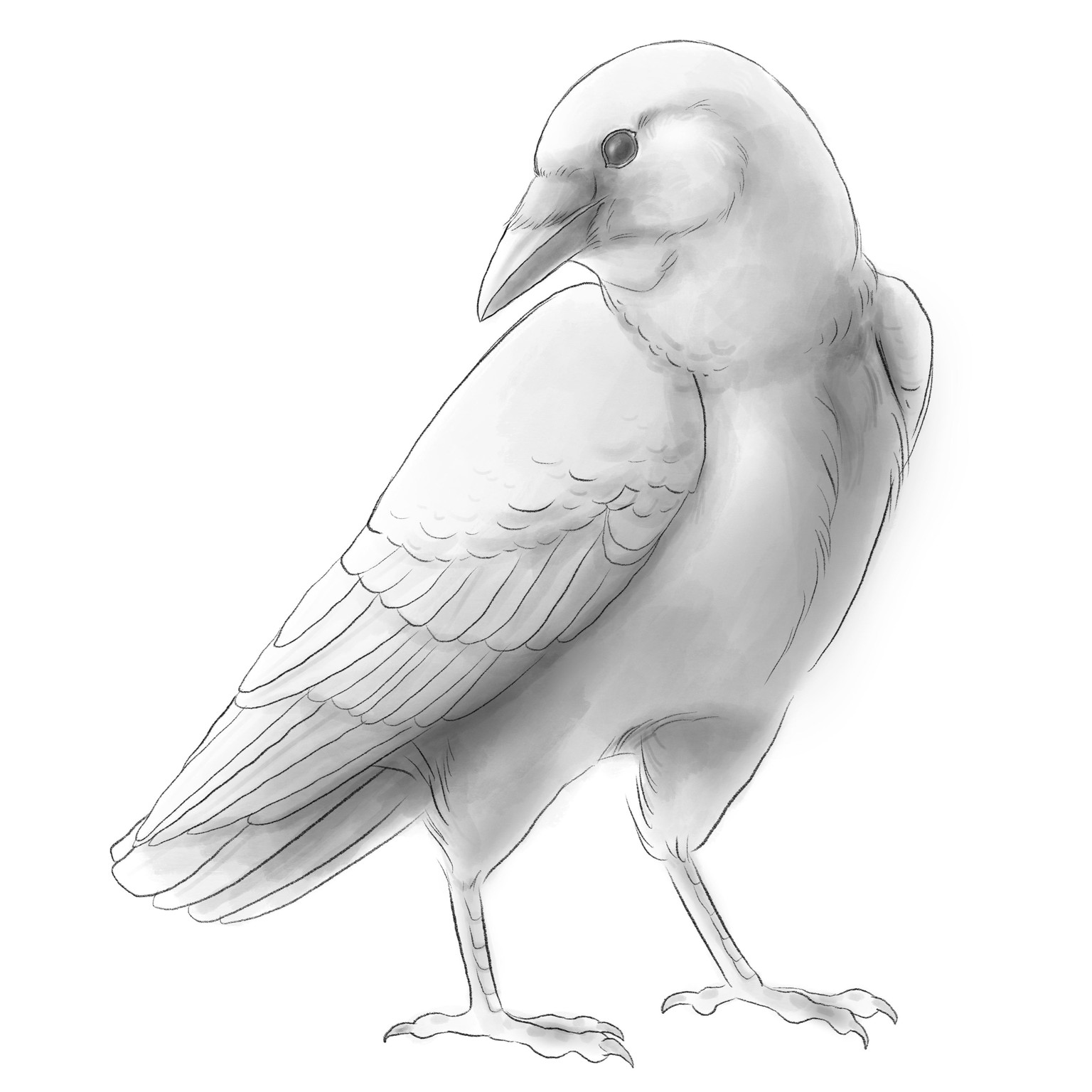 Crow Drawing - image 3 - student project