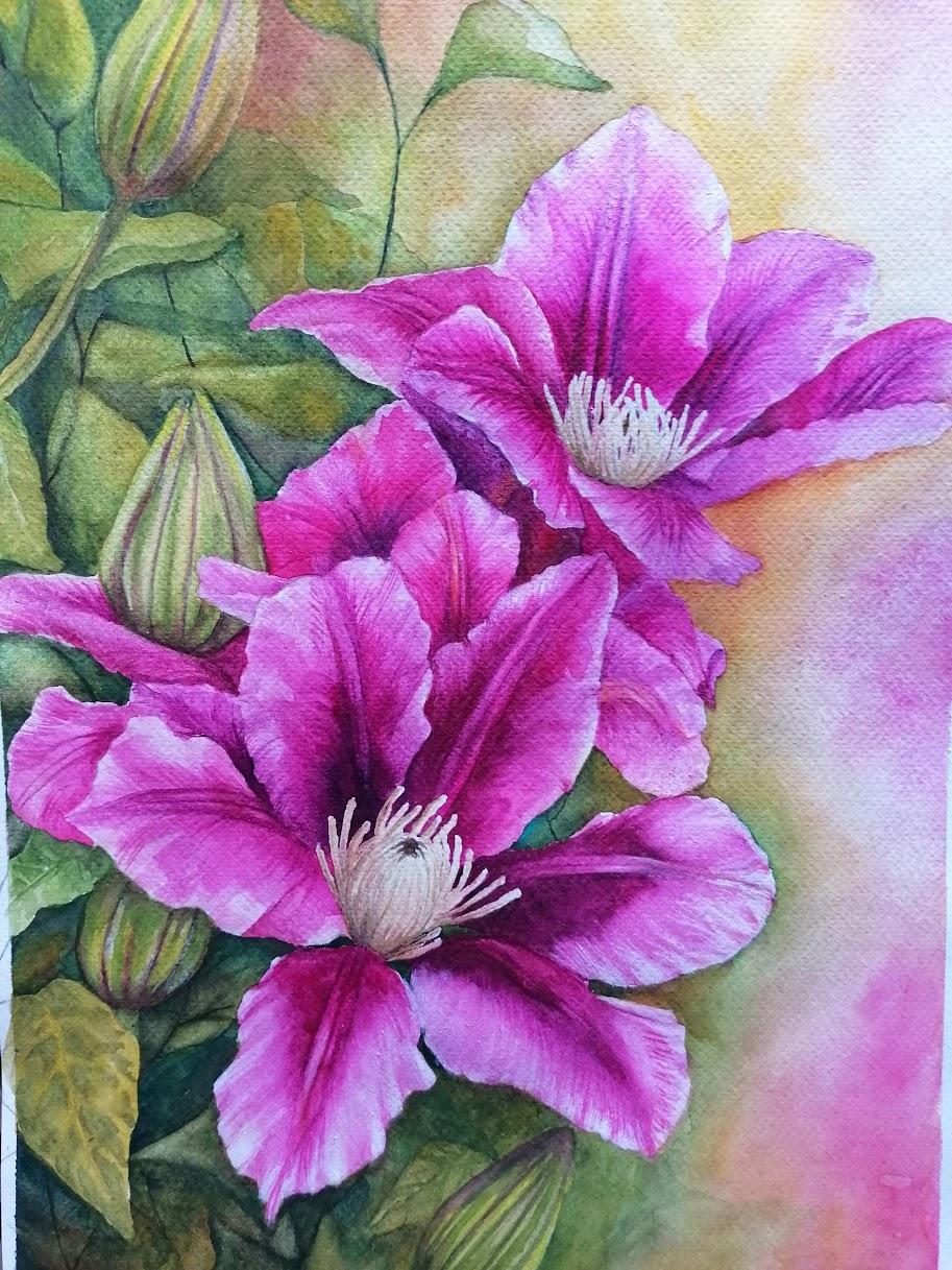 Painting Clematis in Watercolour - image 1 - student project
