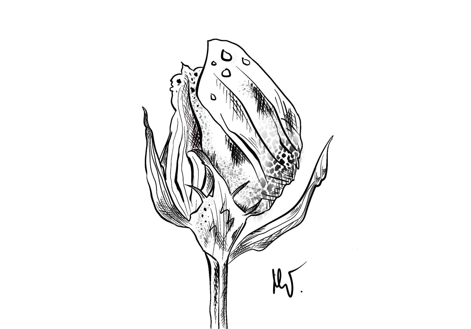 Fist project of shading - image 1 - student project
