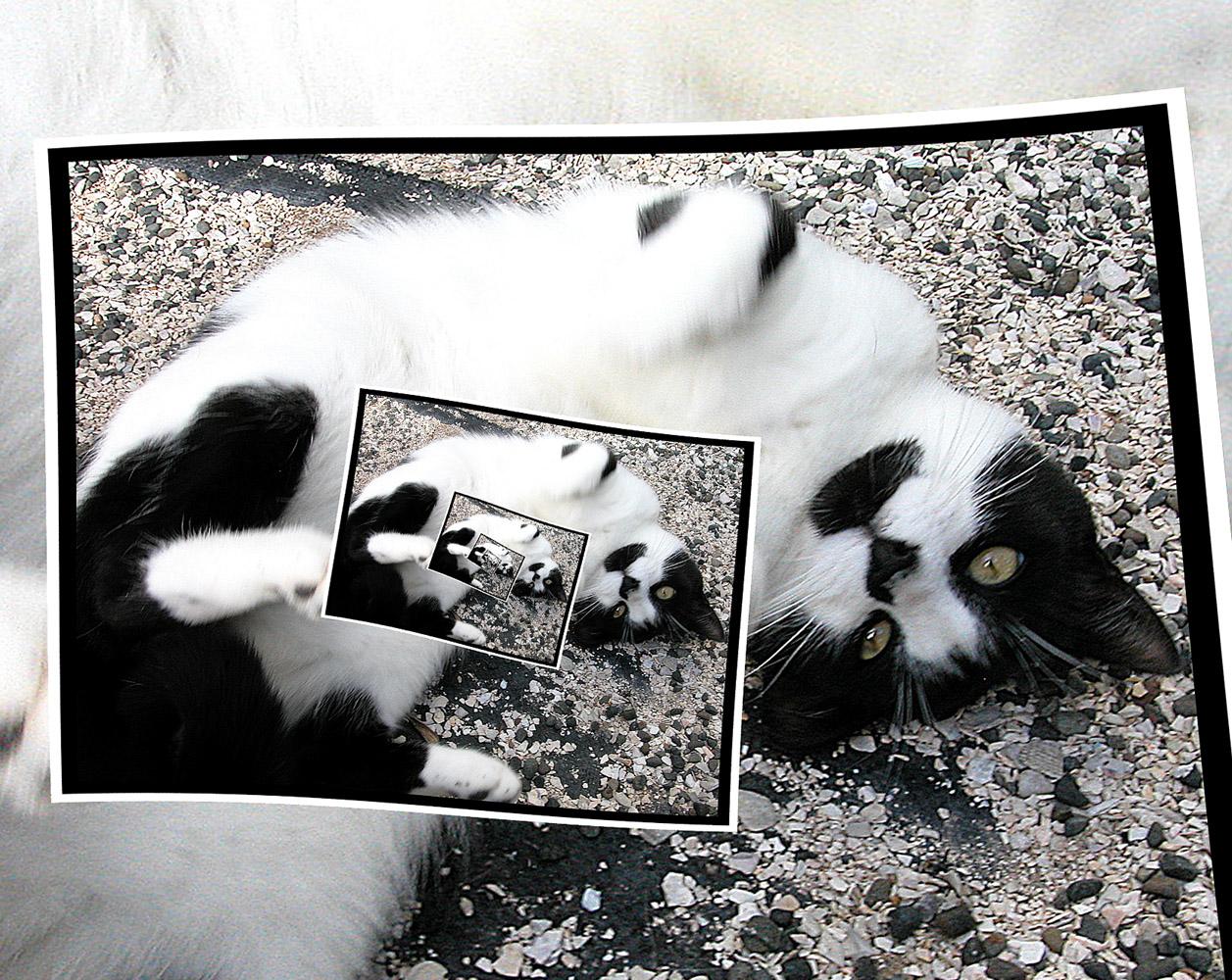 Crazy Cat - image 1 - student project