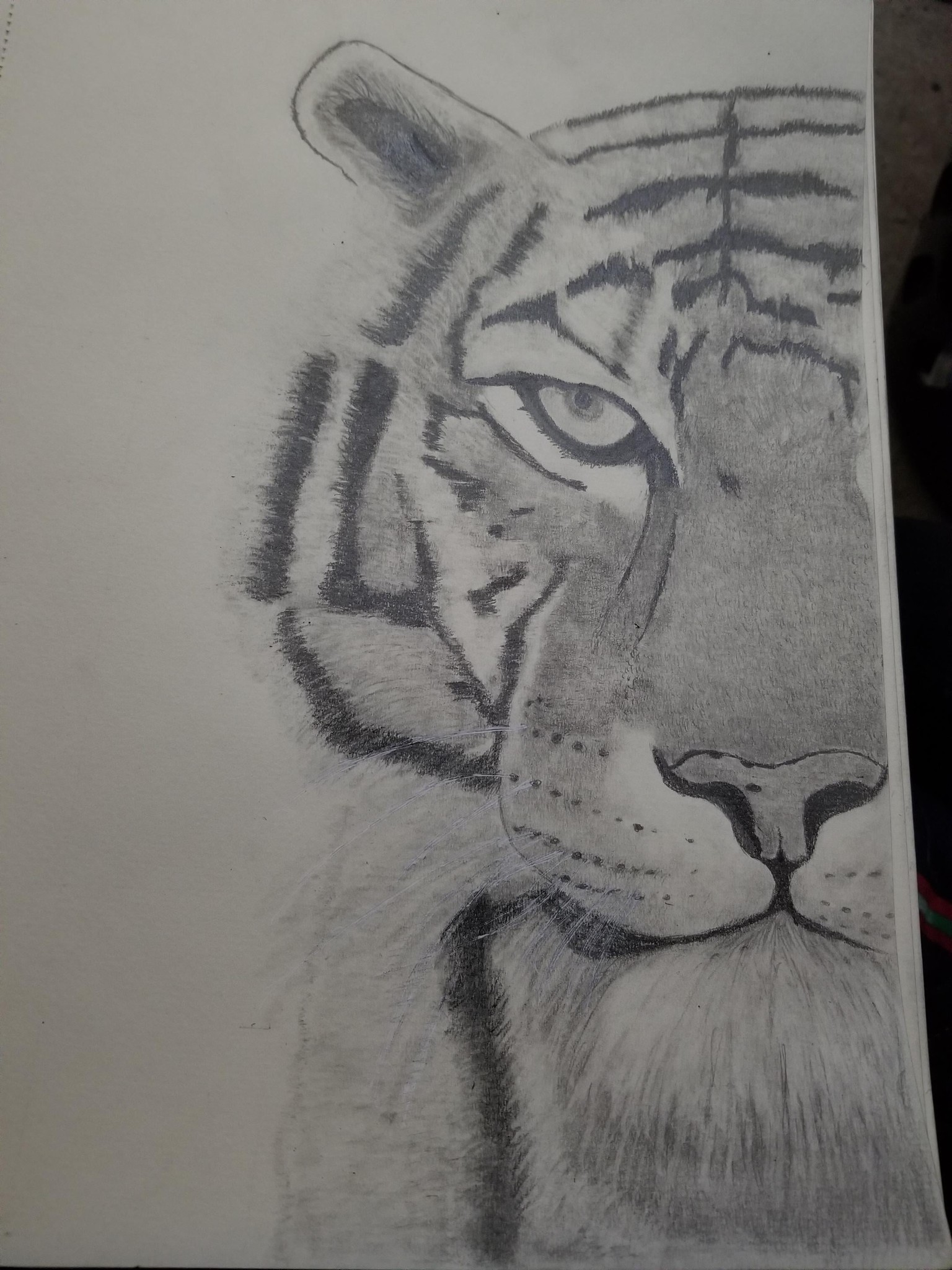 kitty graphite pencil - image 1 - student project