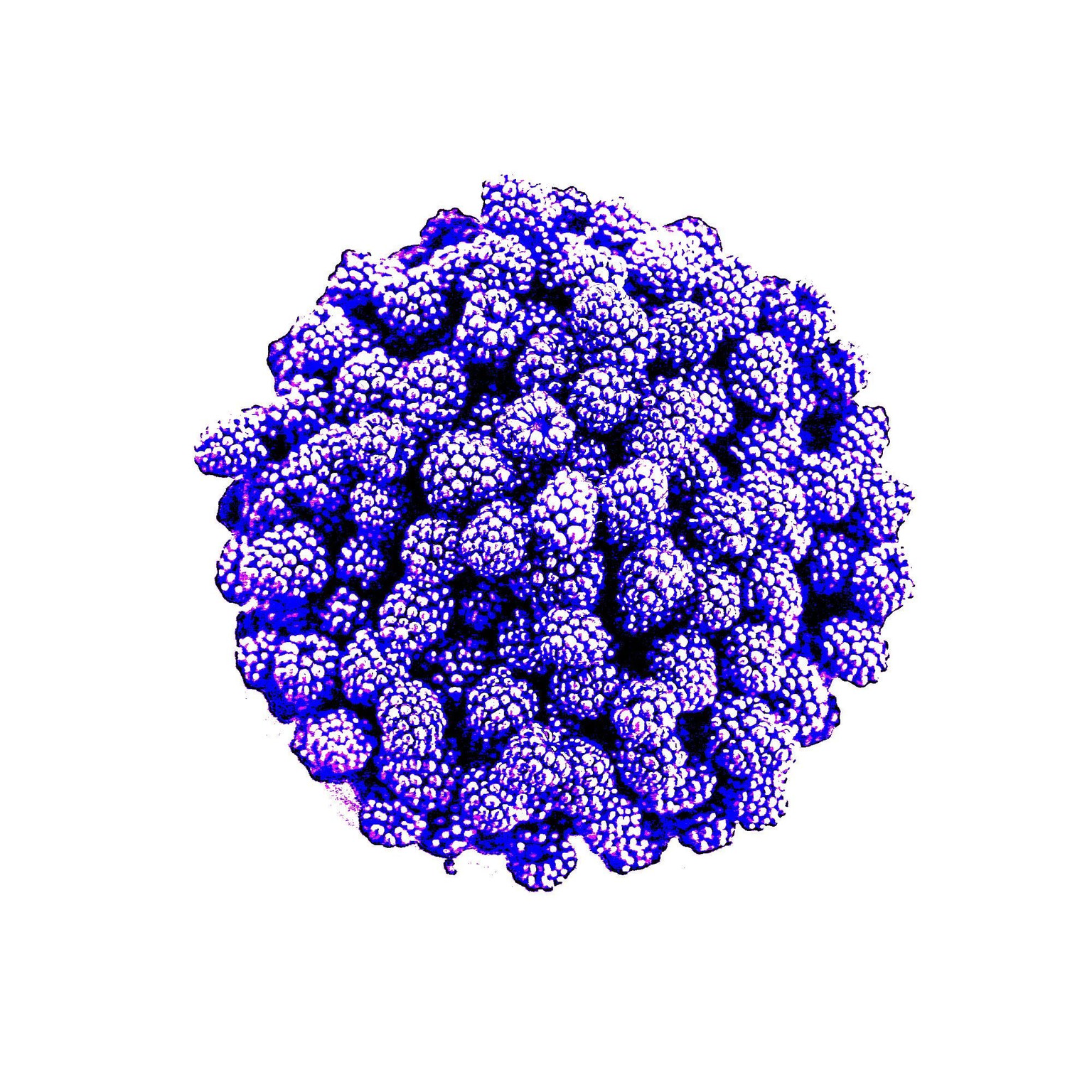 Blackberries - image 2 - student project